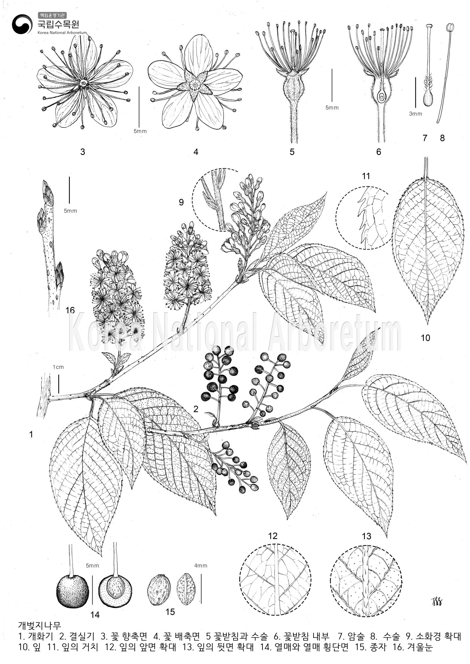 Plant Illustration Detailed View