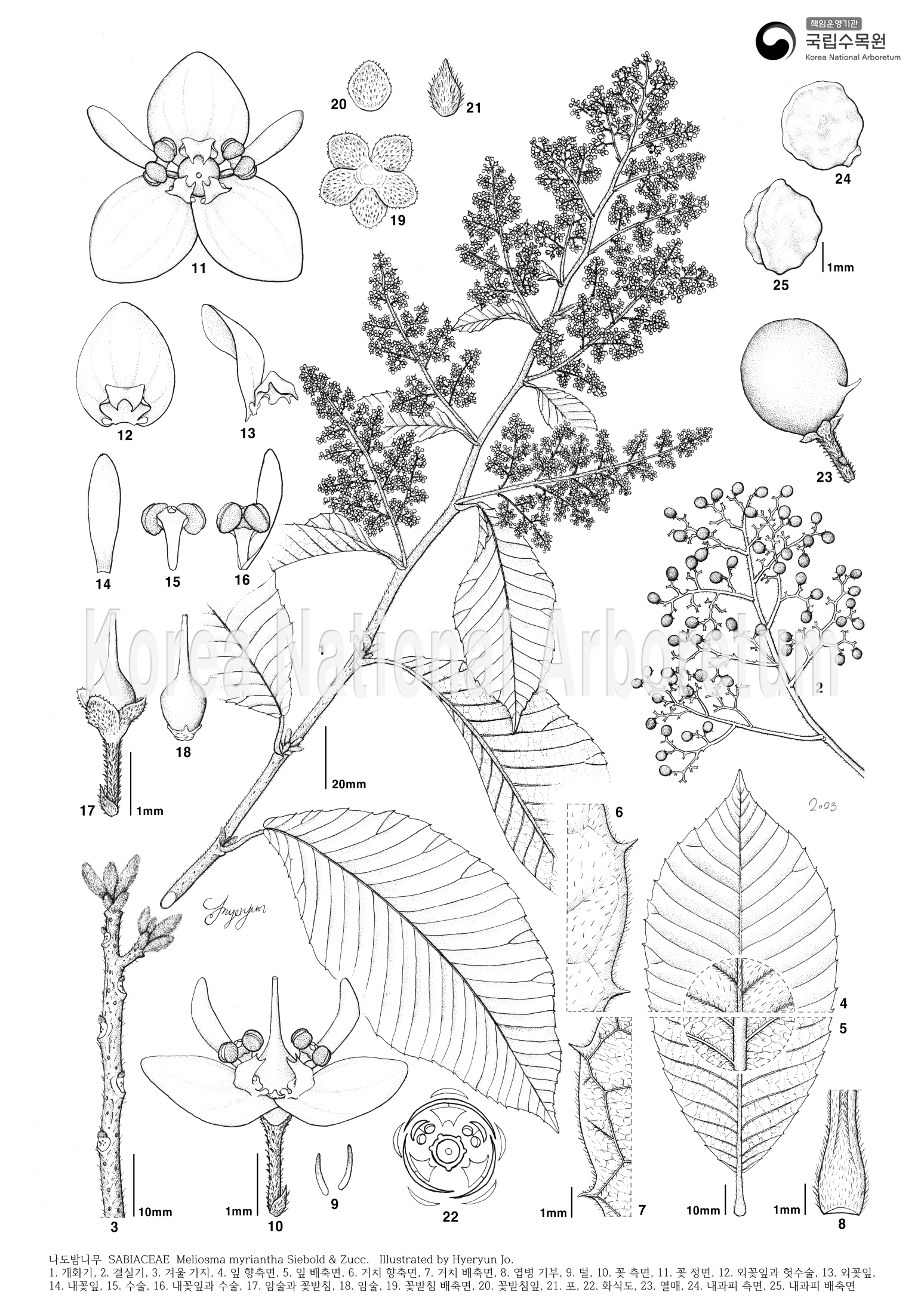 Plant Illustration Detailed View