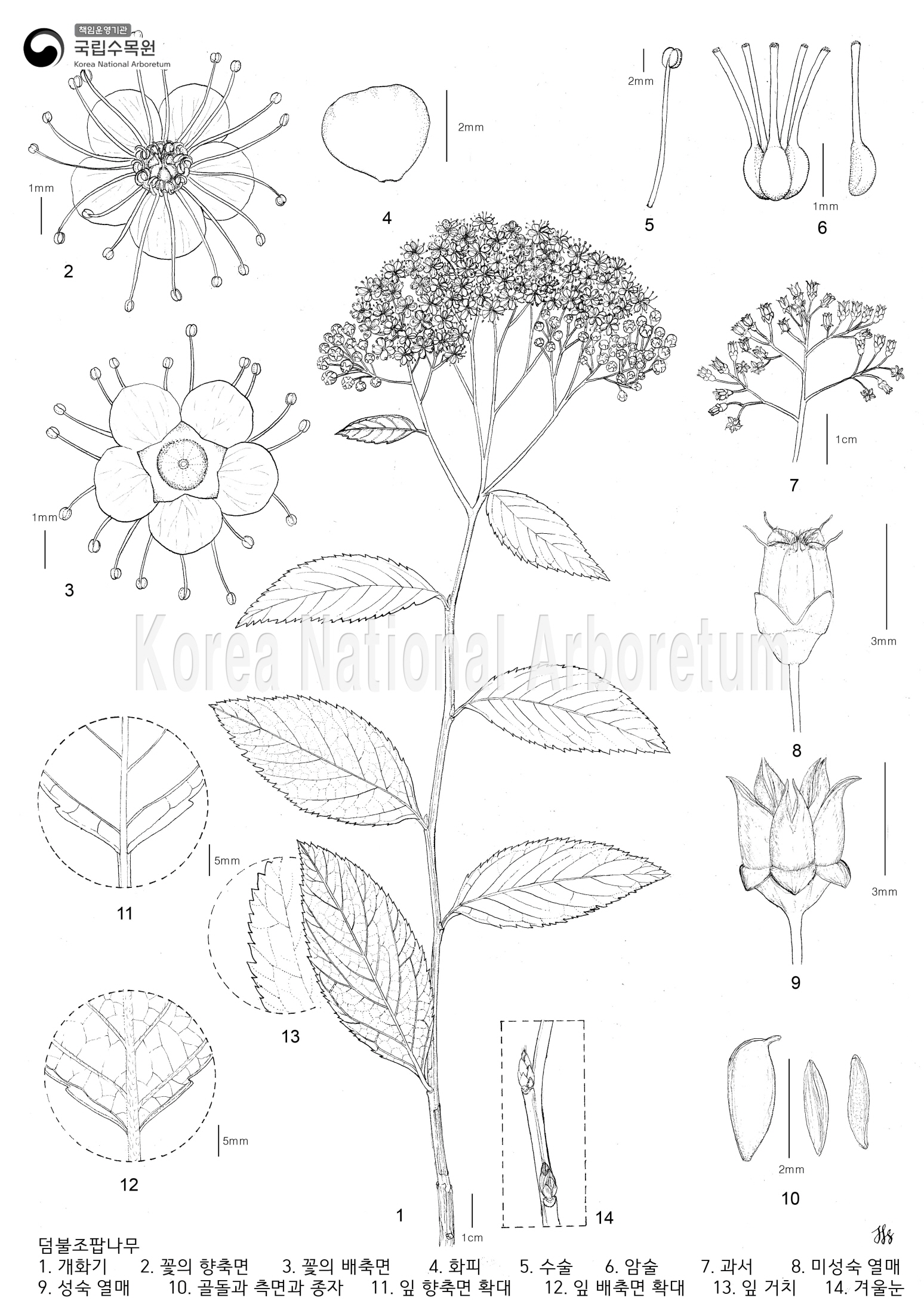 Plant Illustration Detailed View