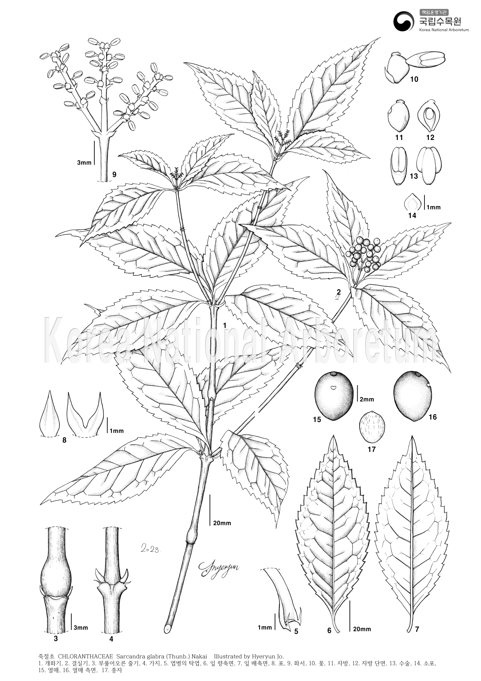 Plant Illustration Detailed View