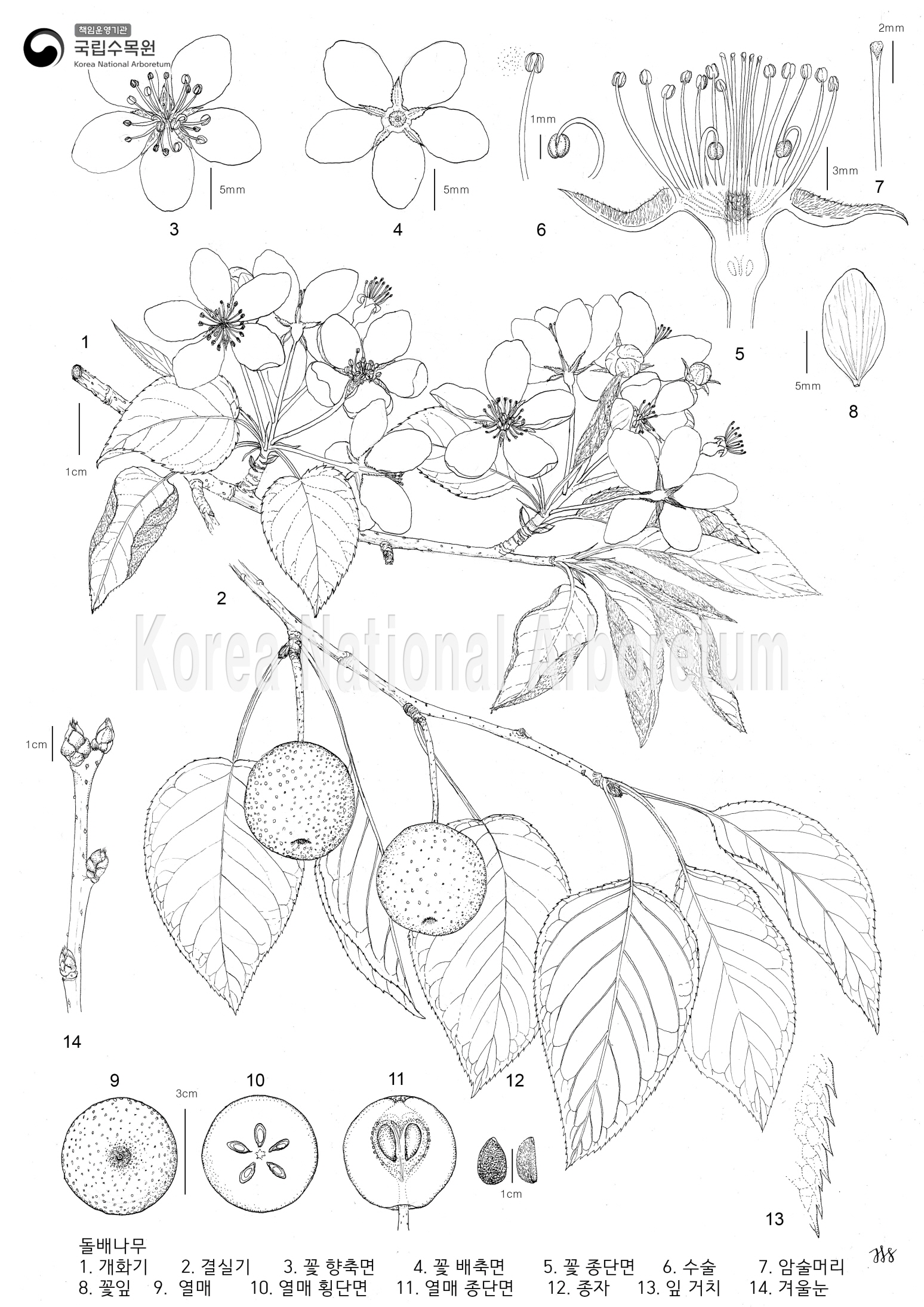 Plant Illustration Detailed View