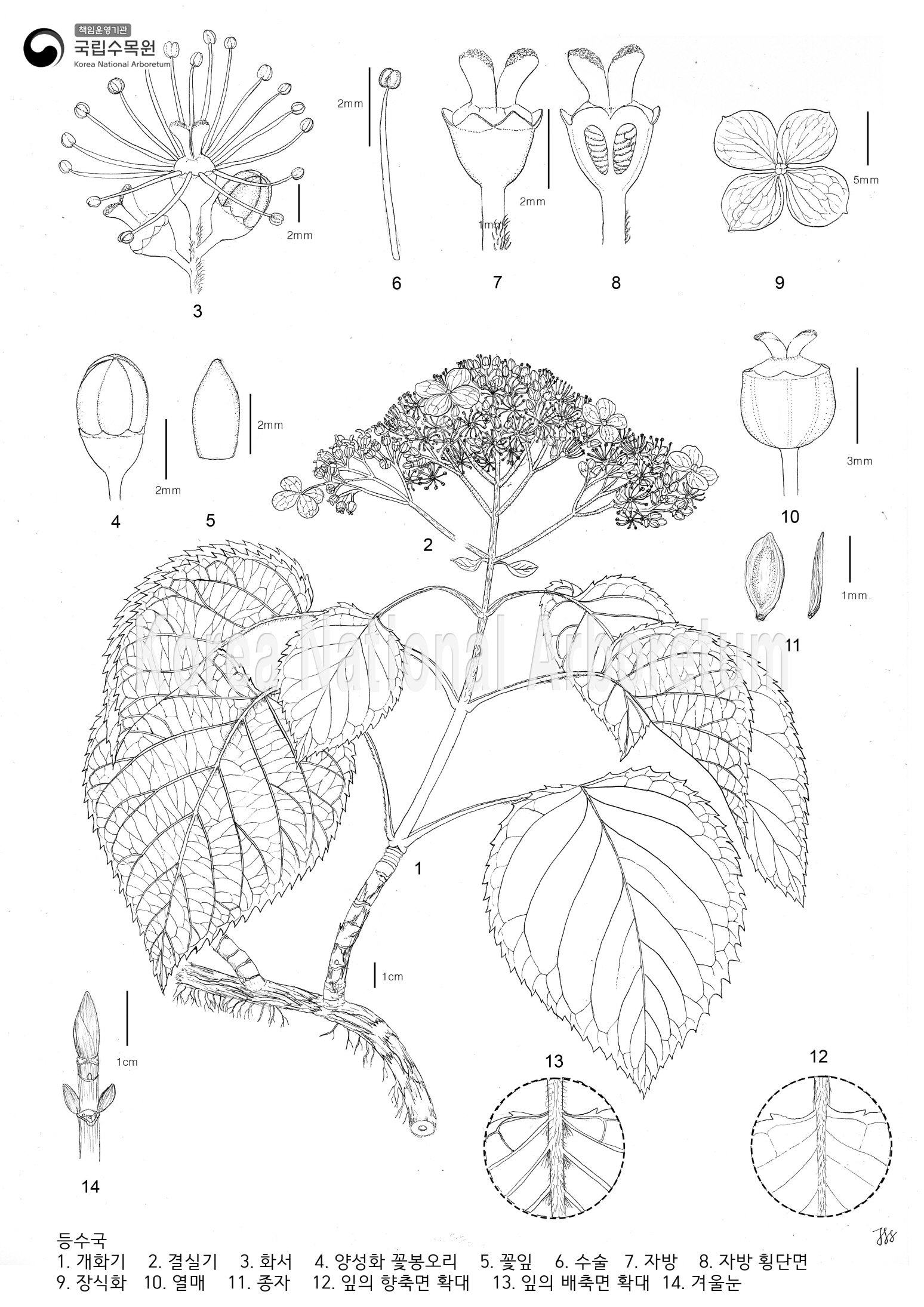 Plant Illustration Detailed View