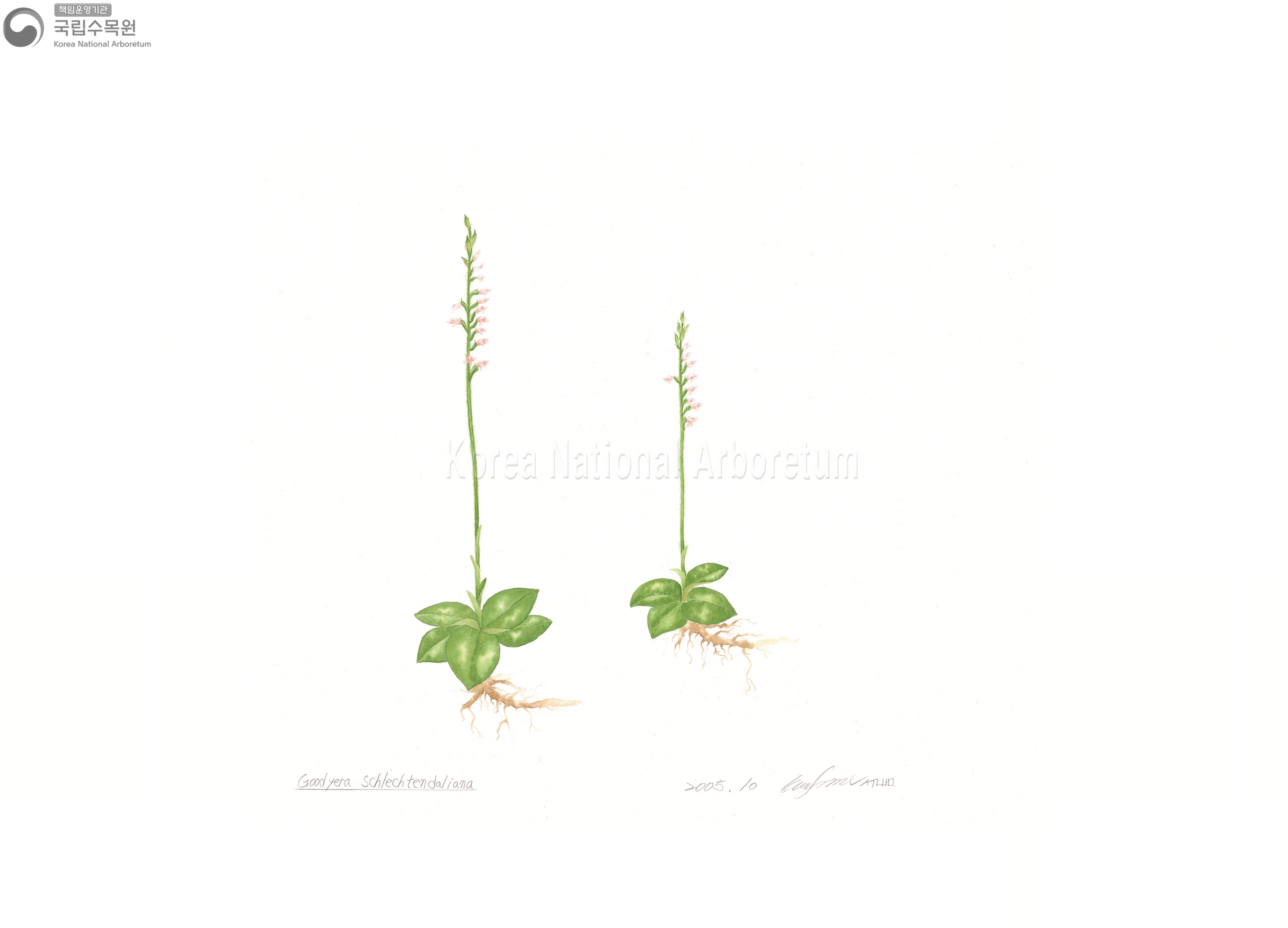 Plant Illustration Detailed View