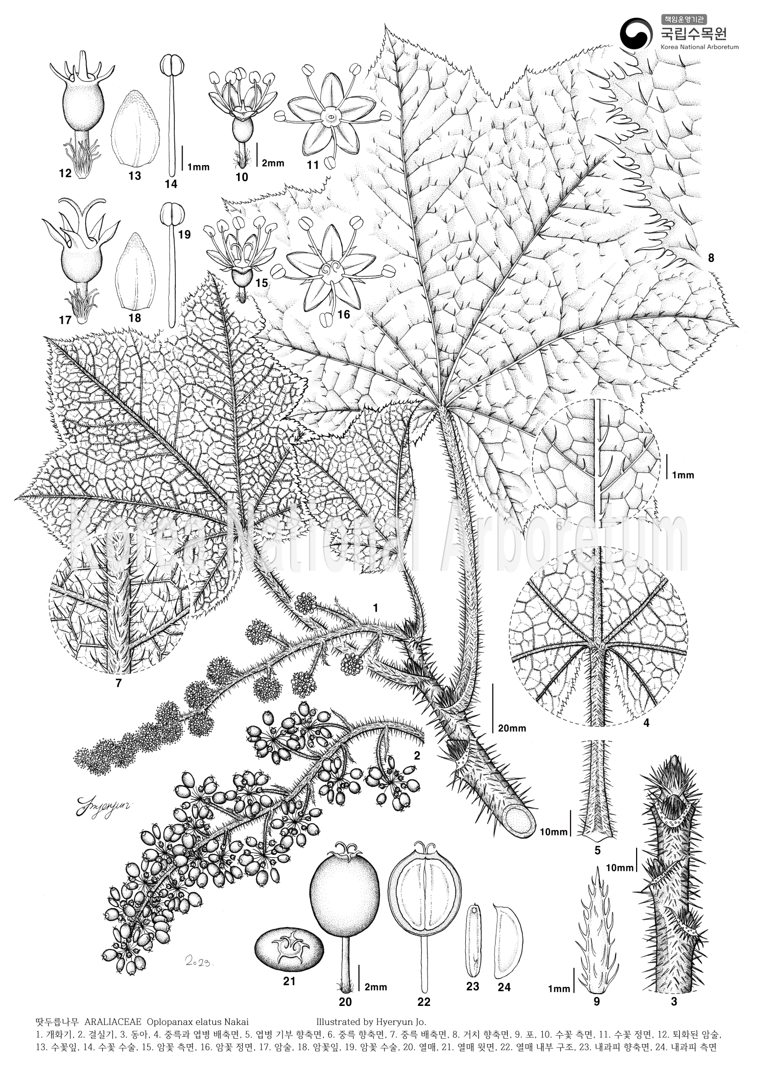 Plant Illustration Detailed View