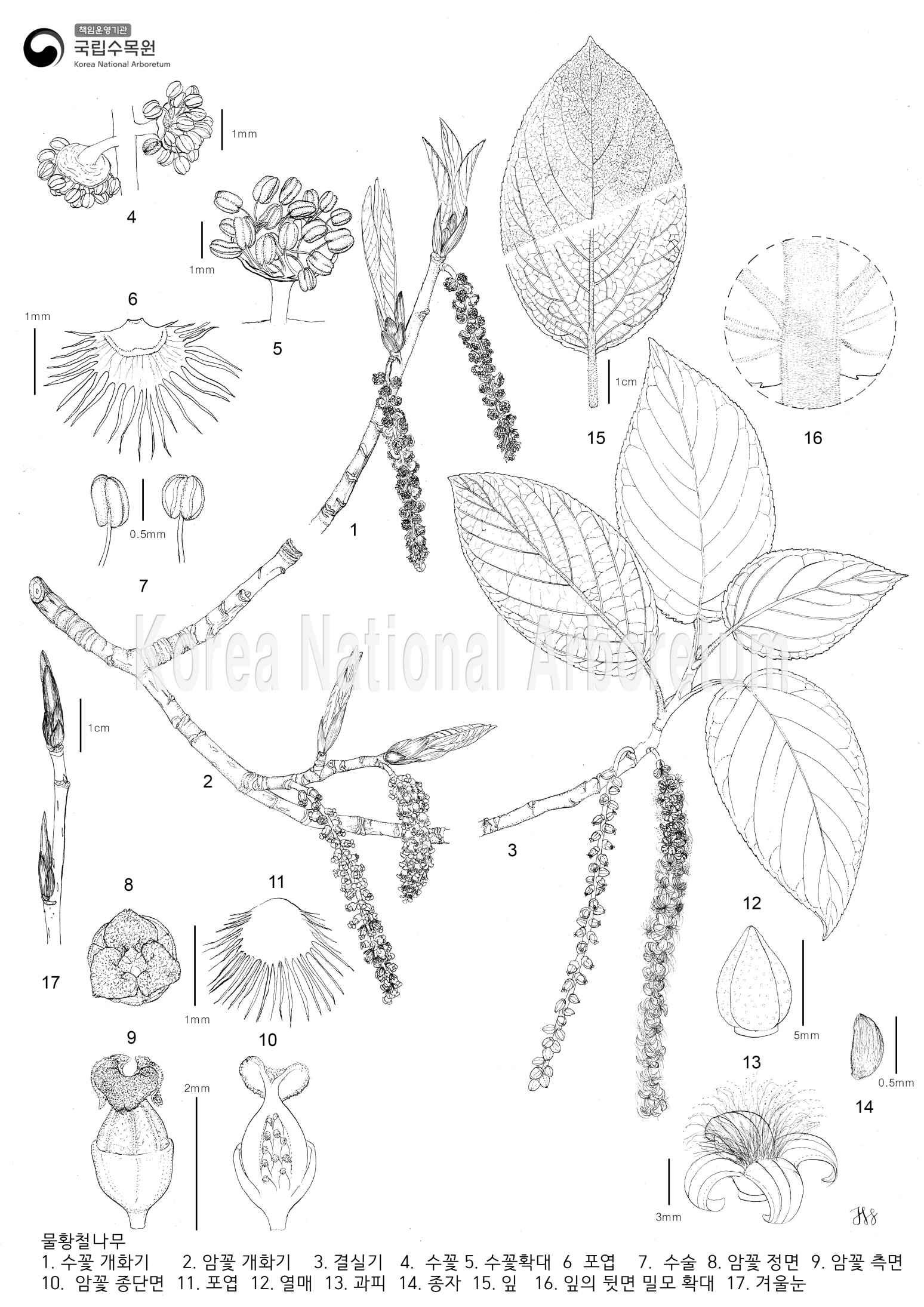 Plant Illustration Detailed View