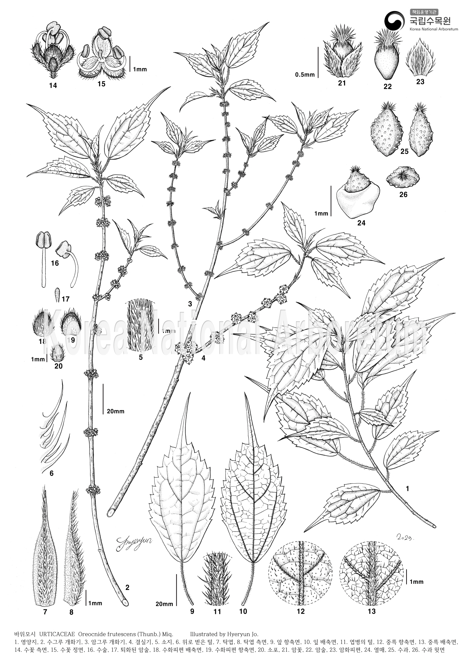 Plant Illustration Detailed View