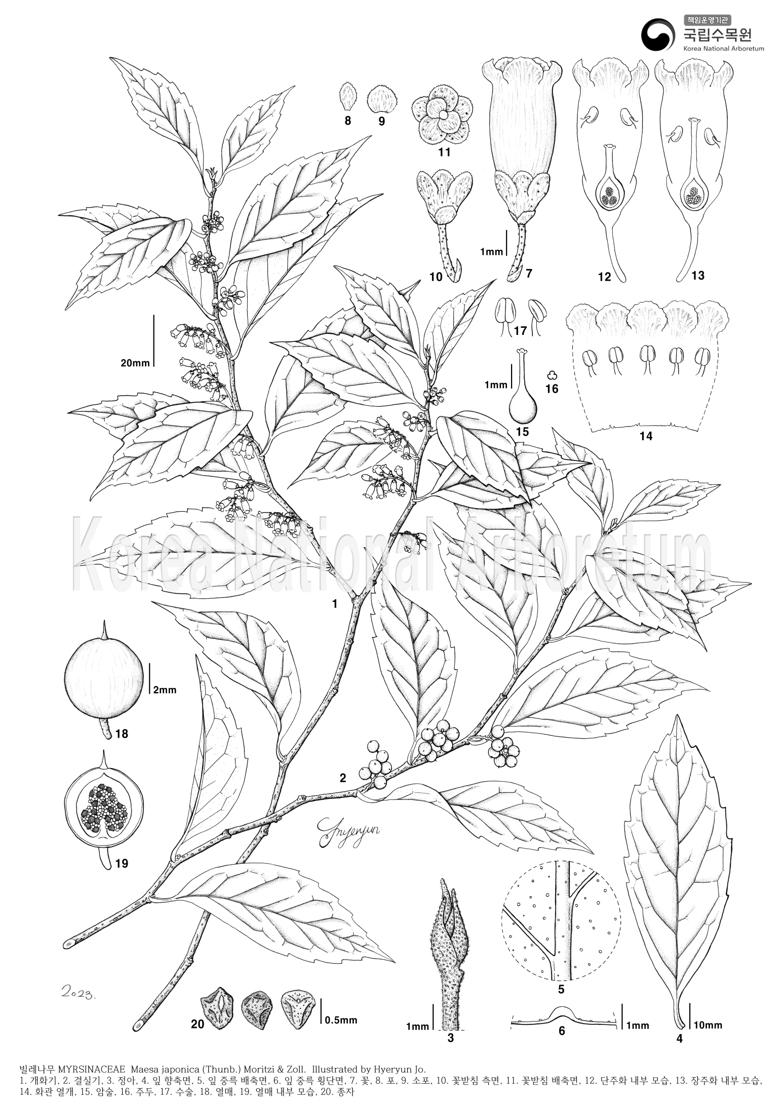 Plant Illustration Detailed View