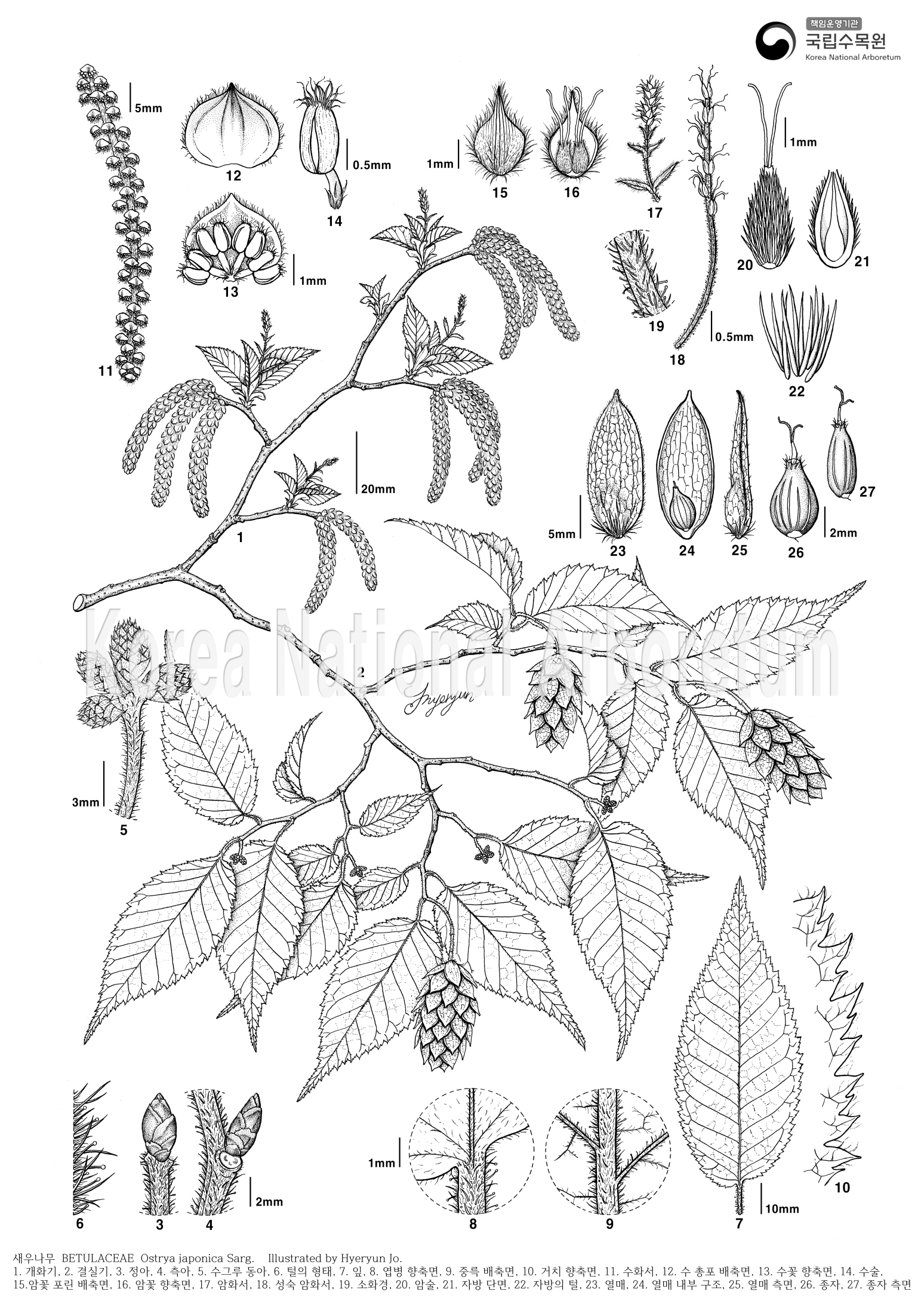 Plant Illustration Detailed View