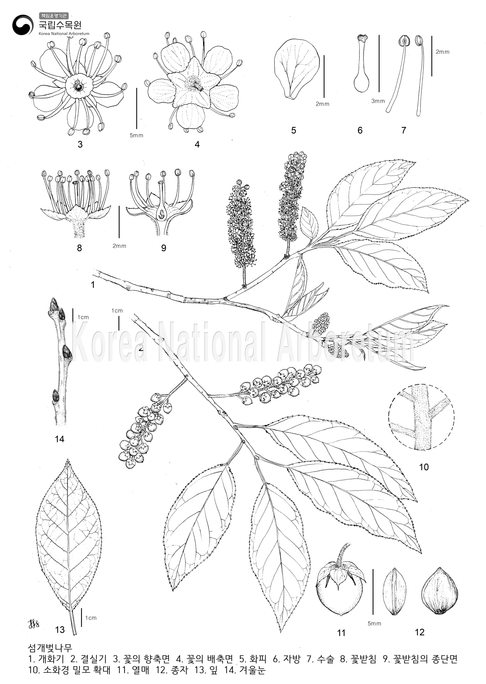 Plant Illustration Detailed View