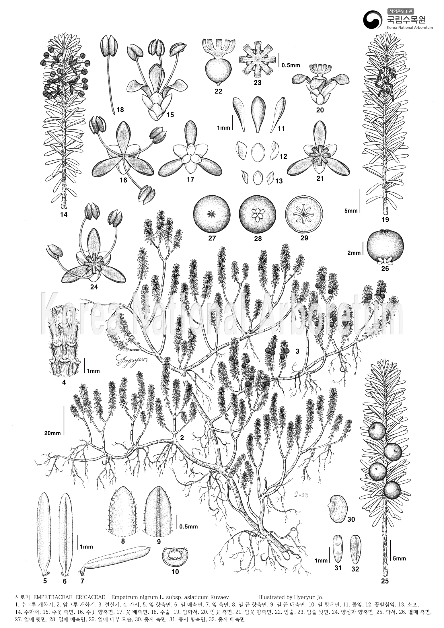 Plant Illustration Detailed View