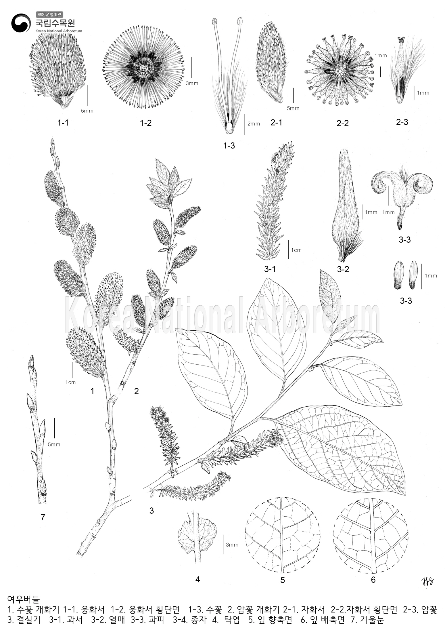 Plant Illustration Detailed View