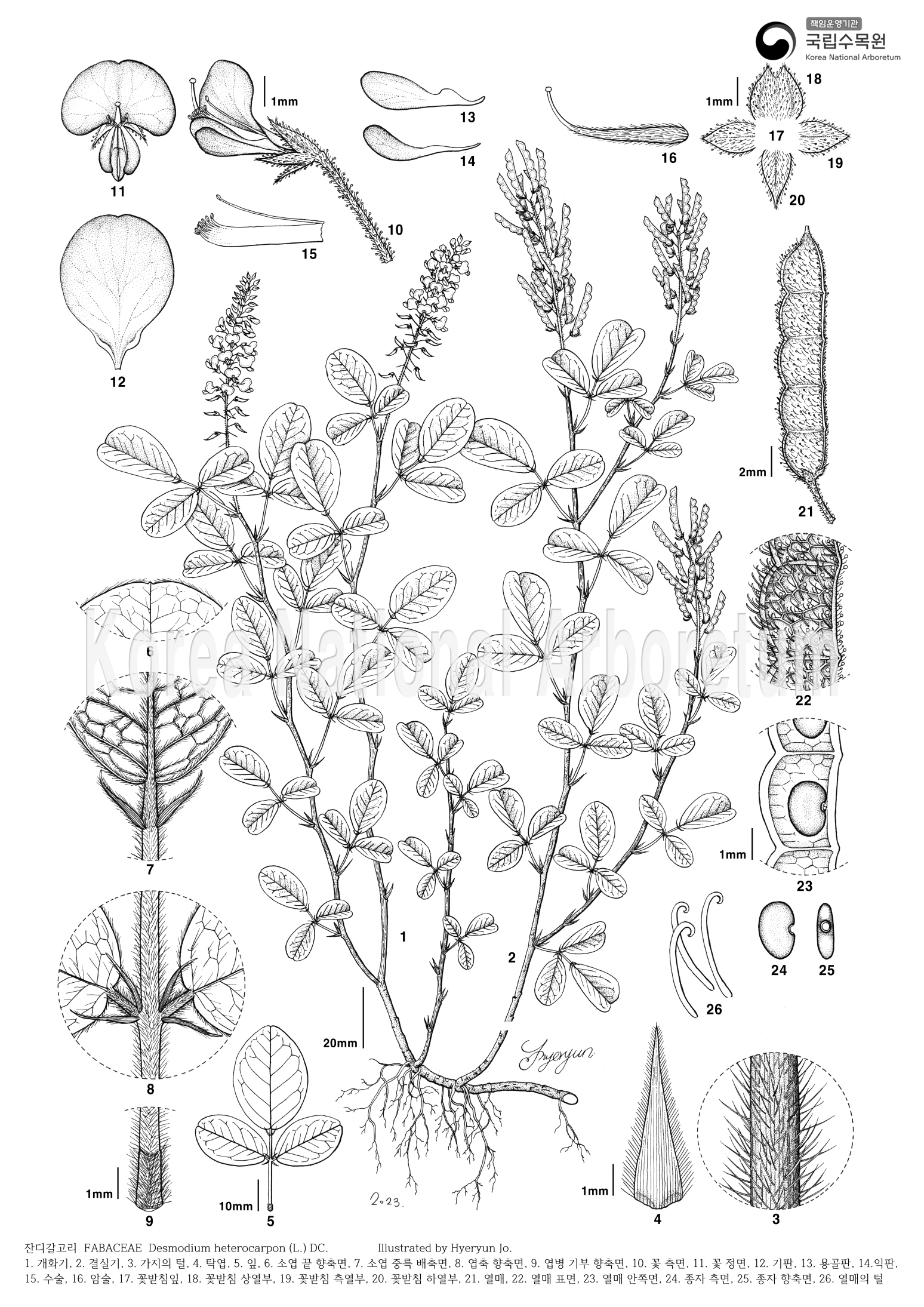 Plant Illustration Detailed View