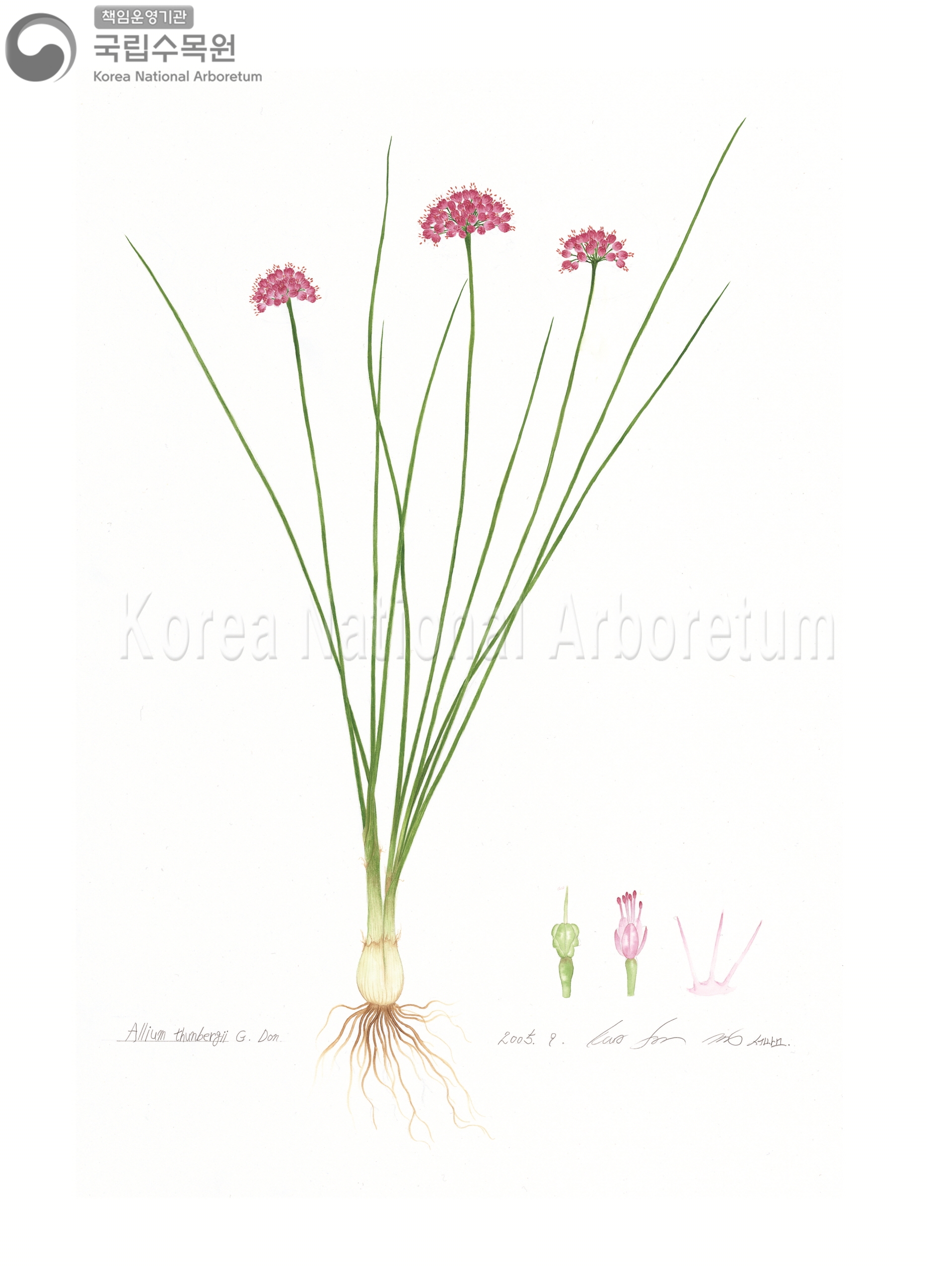 Plant Illustration Detailed View