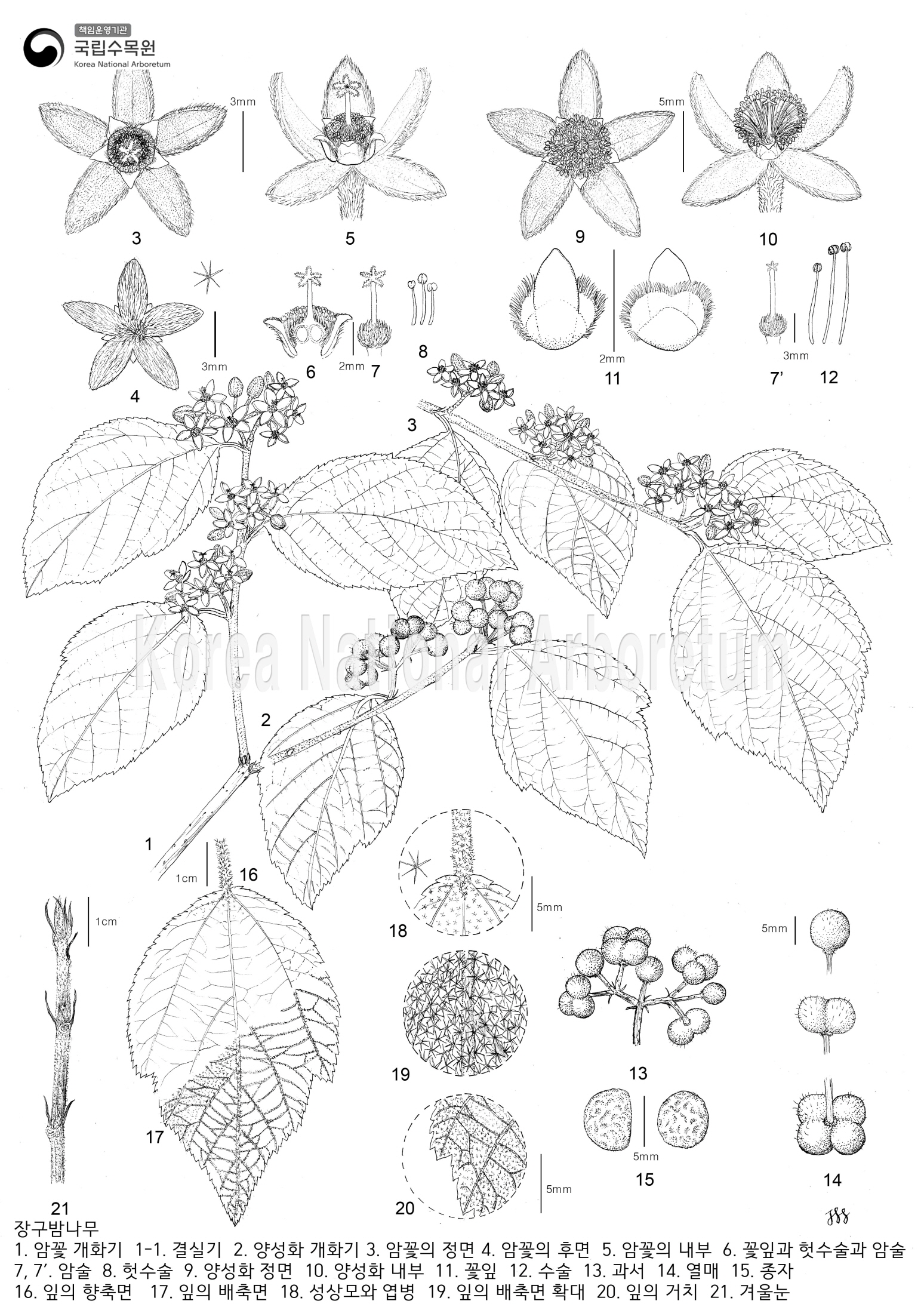 Plant Illustration Detailed View