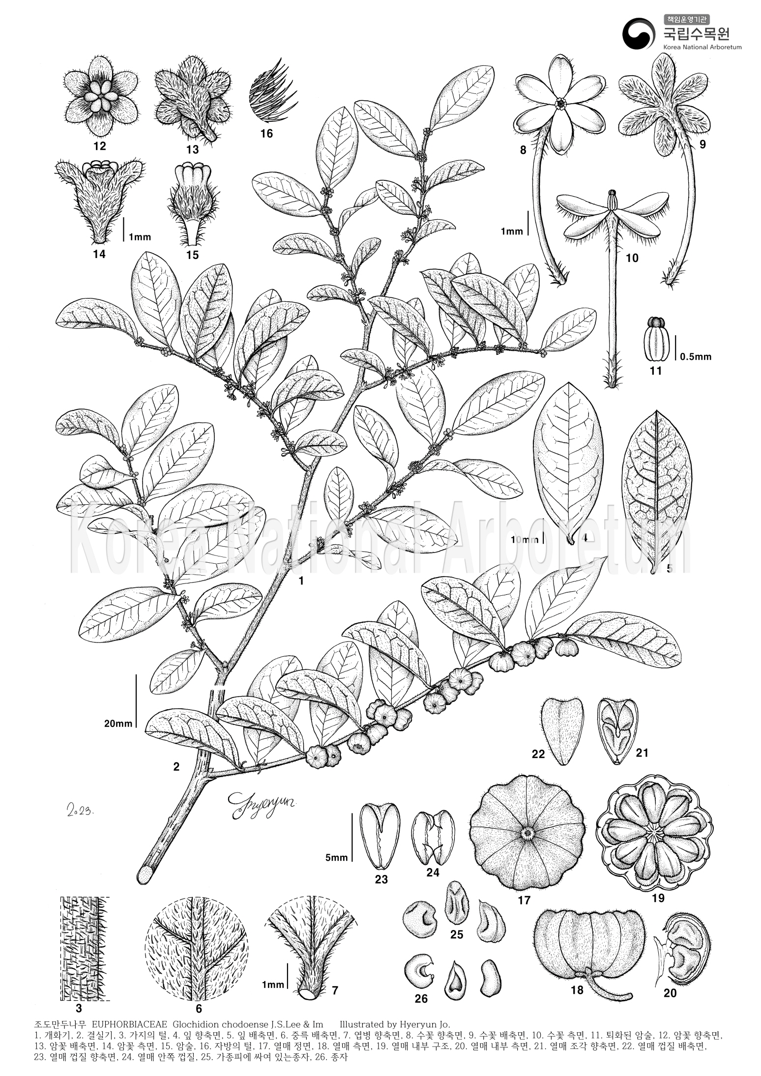 Plant Illustration Detailed View