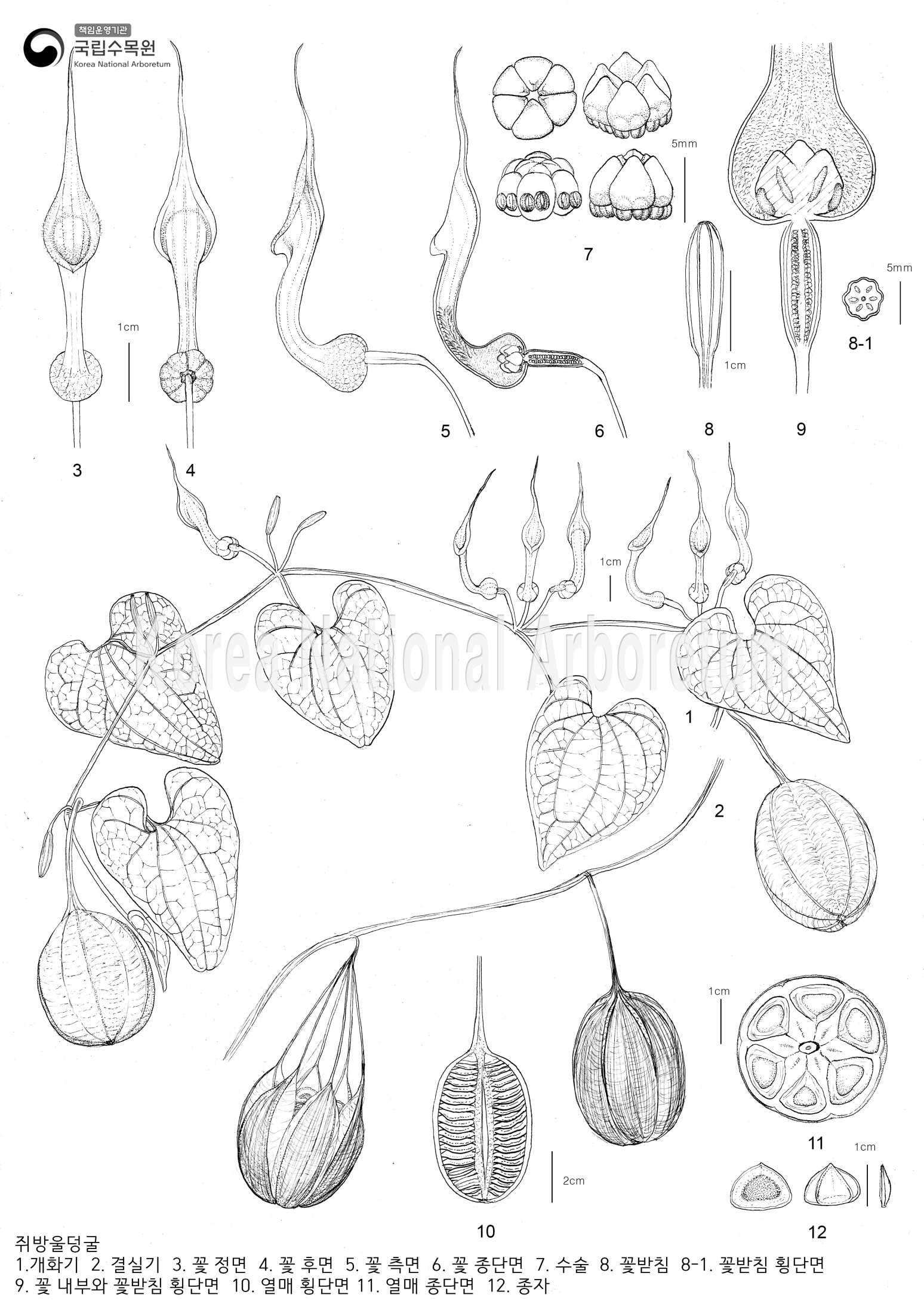 Plant Illustration Detailed View