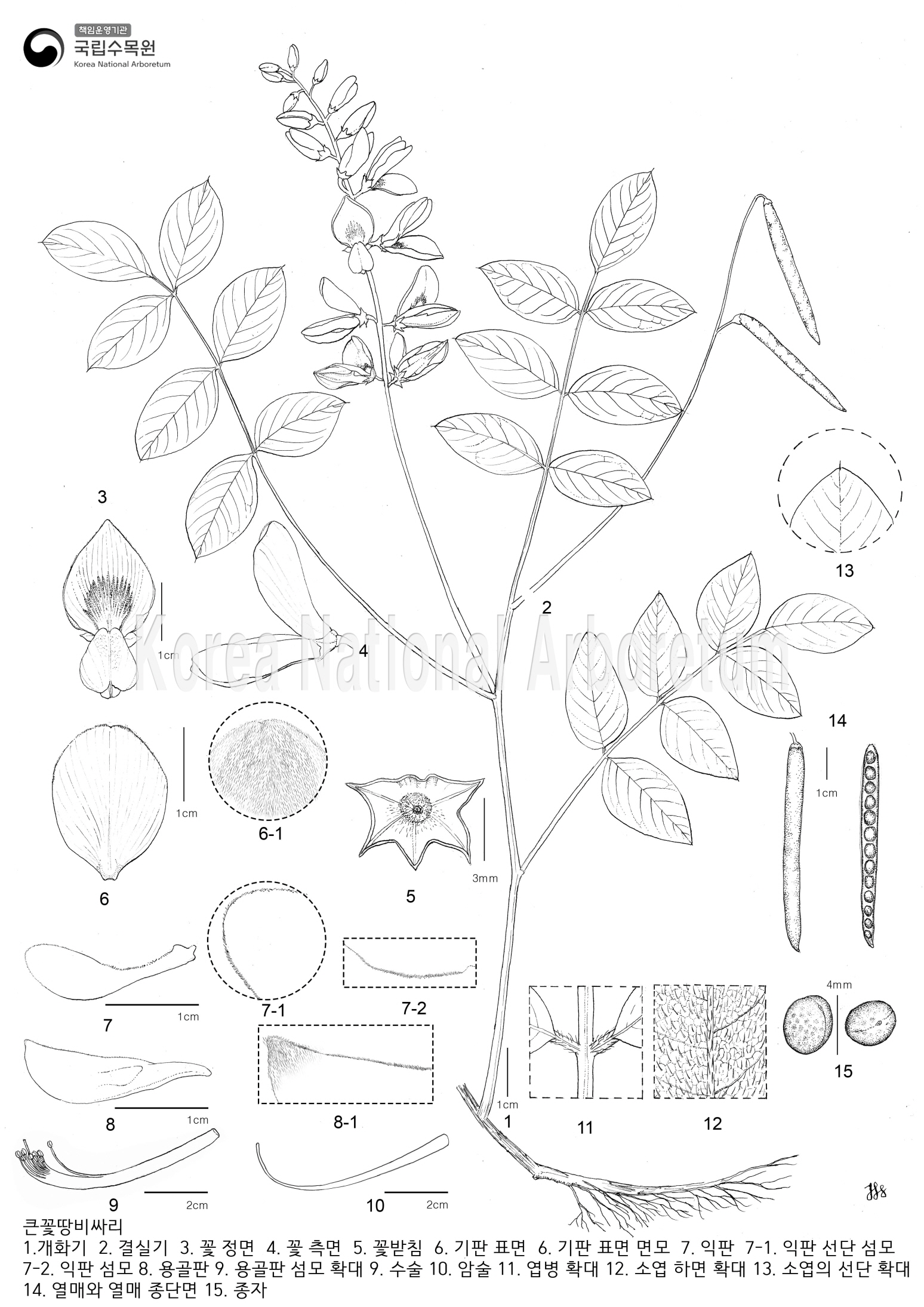 Plant Illustration Detailed View