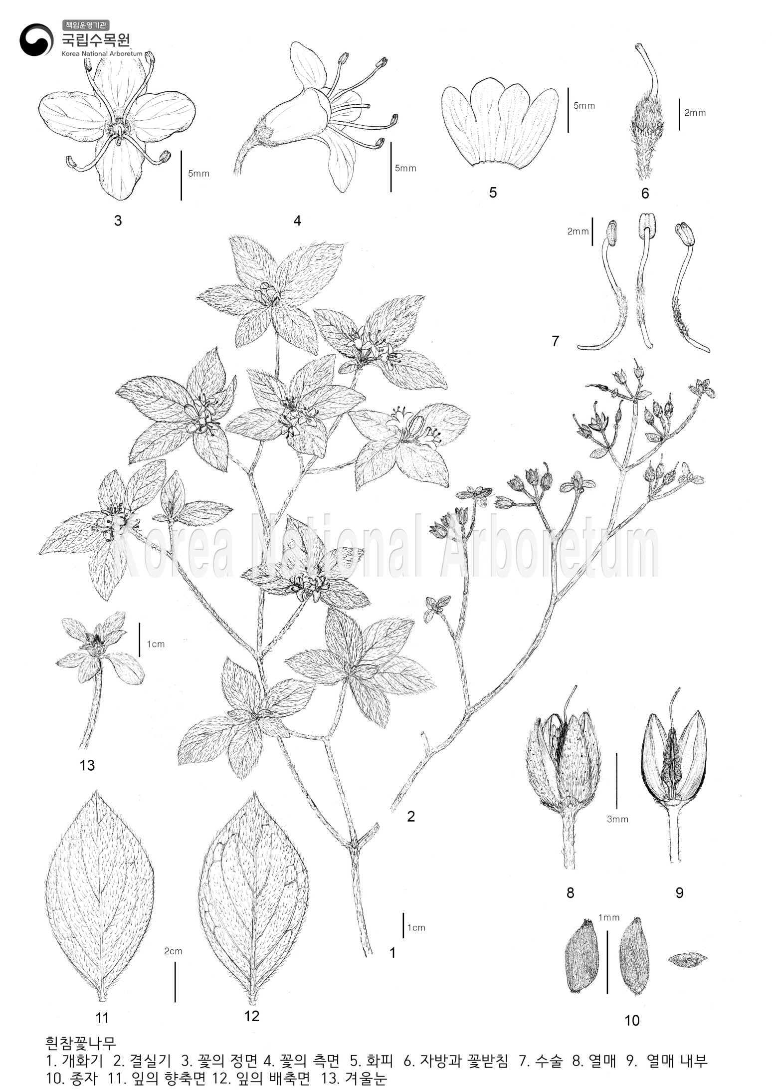 Plant Illustration Detailed View