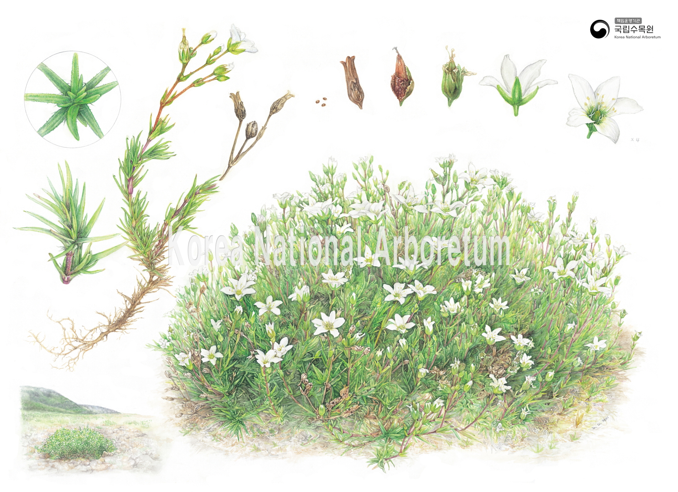 Plant Illustration Detailed View