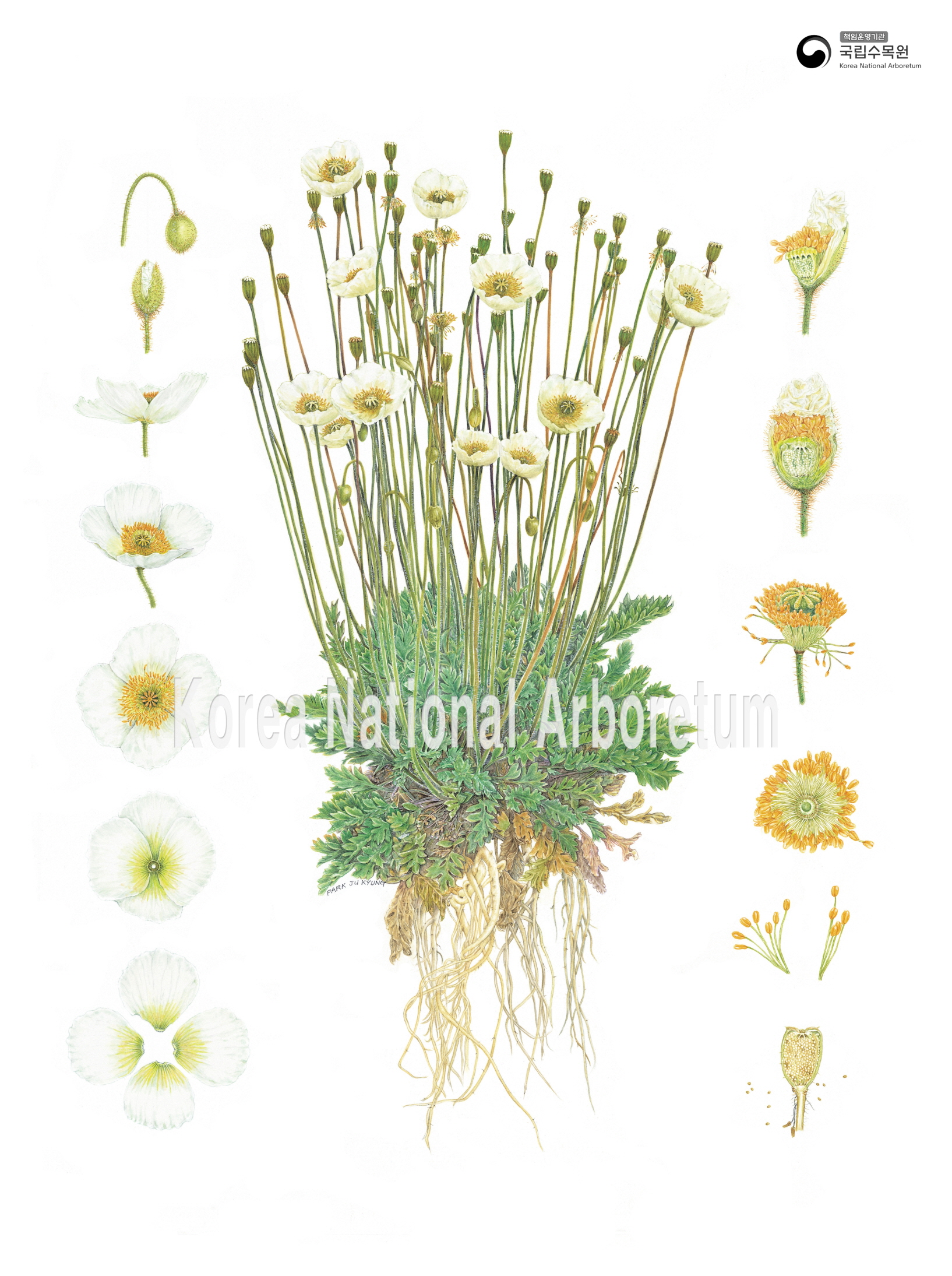 Plant Illustration Detailed View