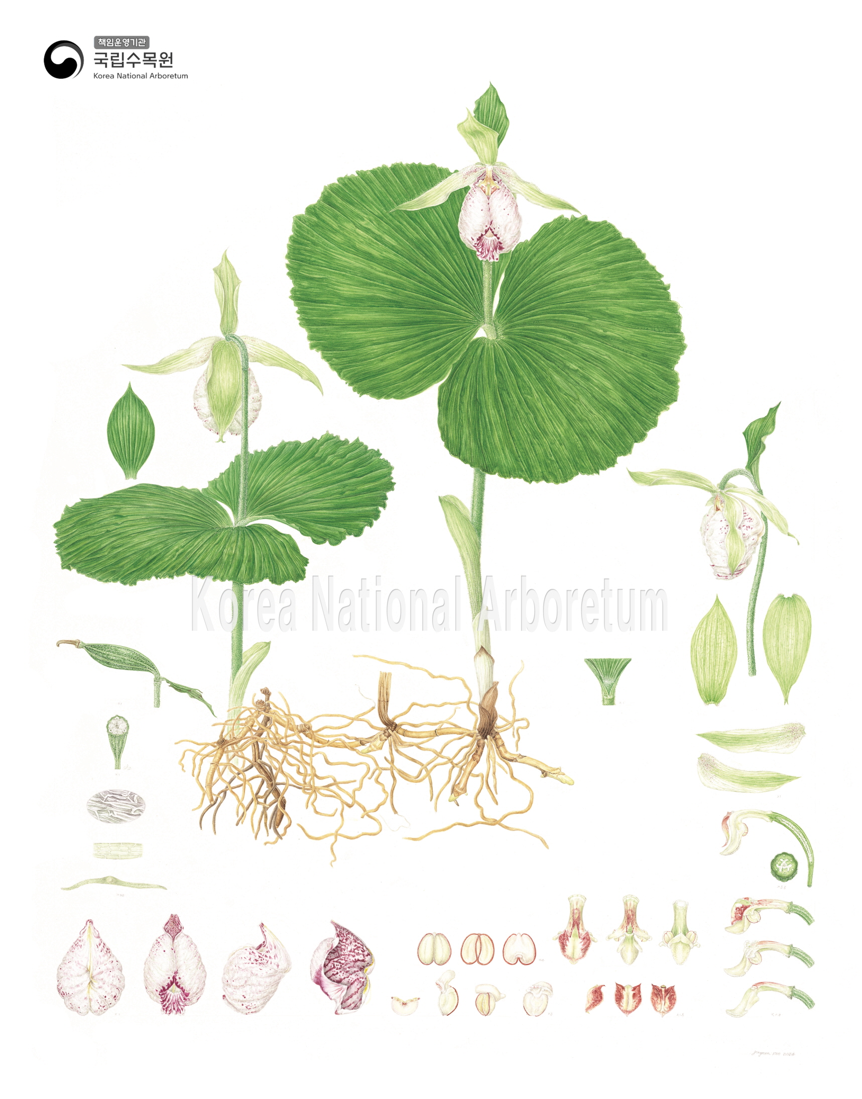 Plant Illustration Detailed View