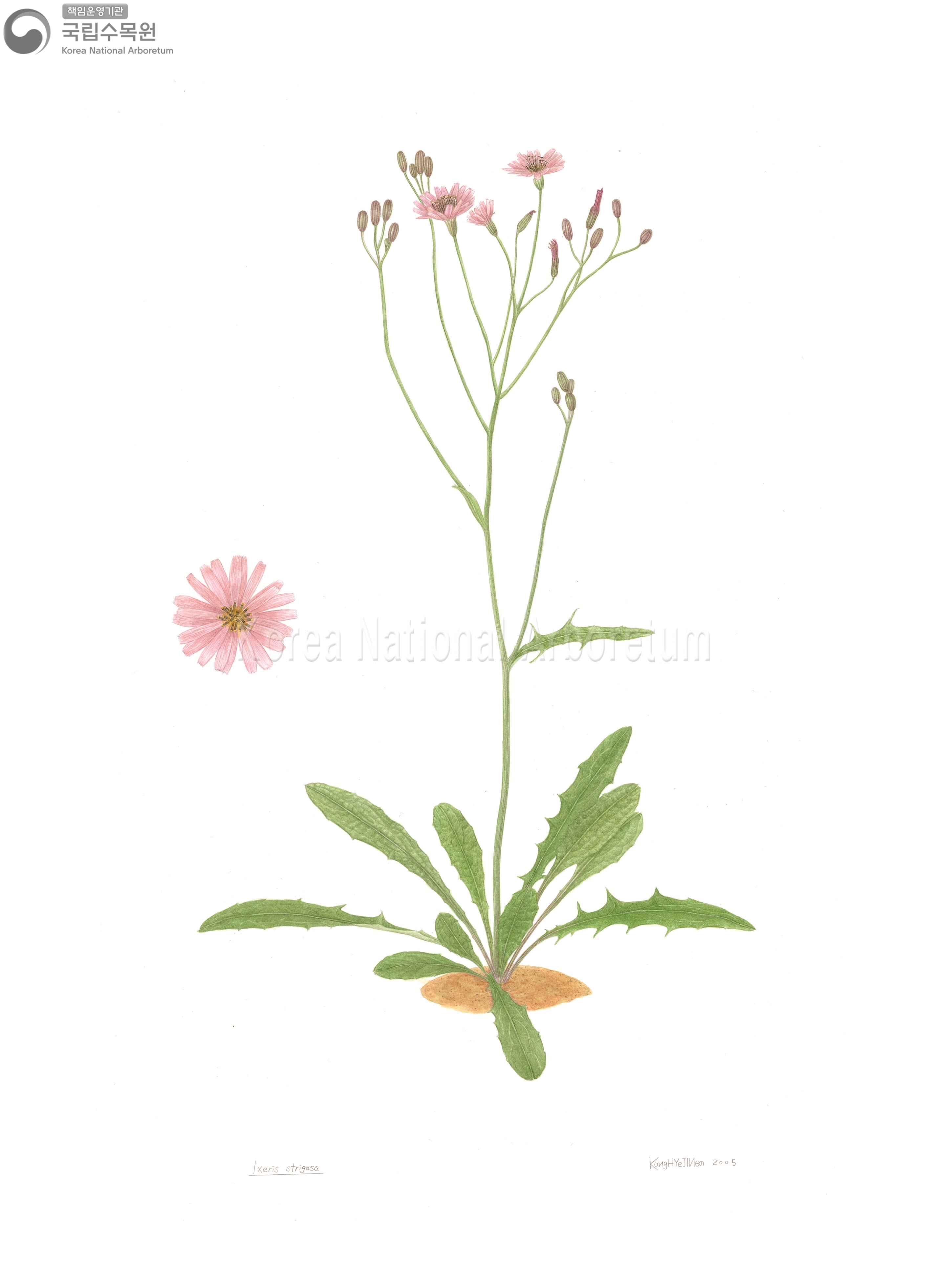 Plant Illustration Detailed View