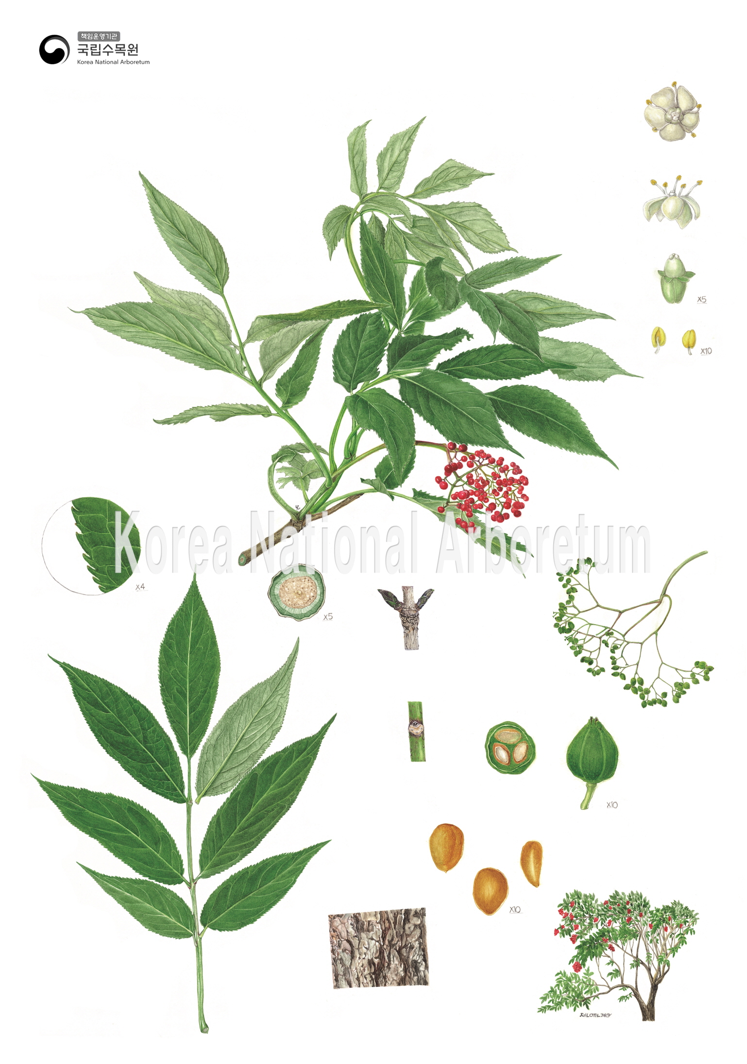 Plant Illustration Detailed View