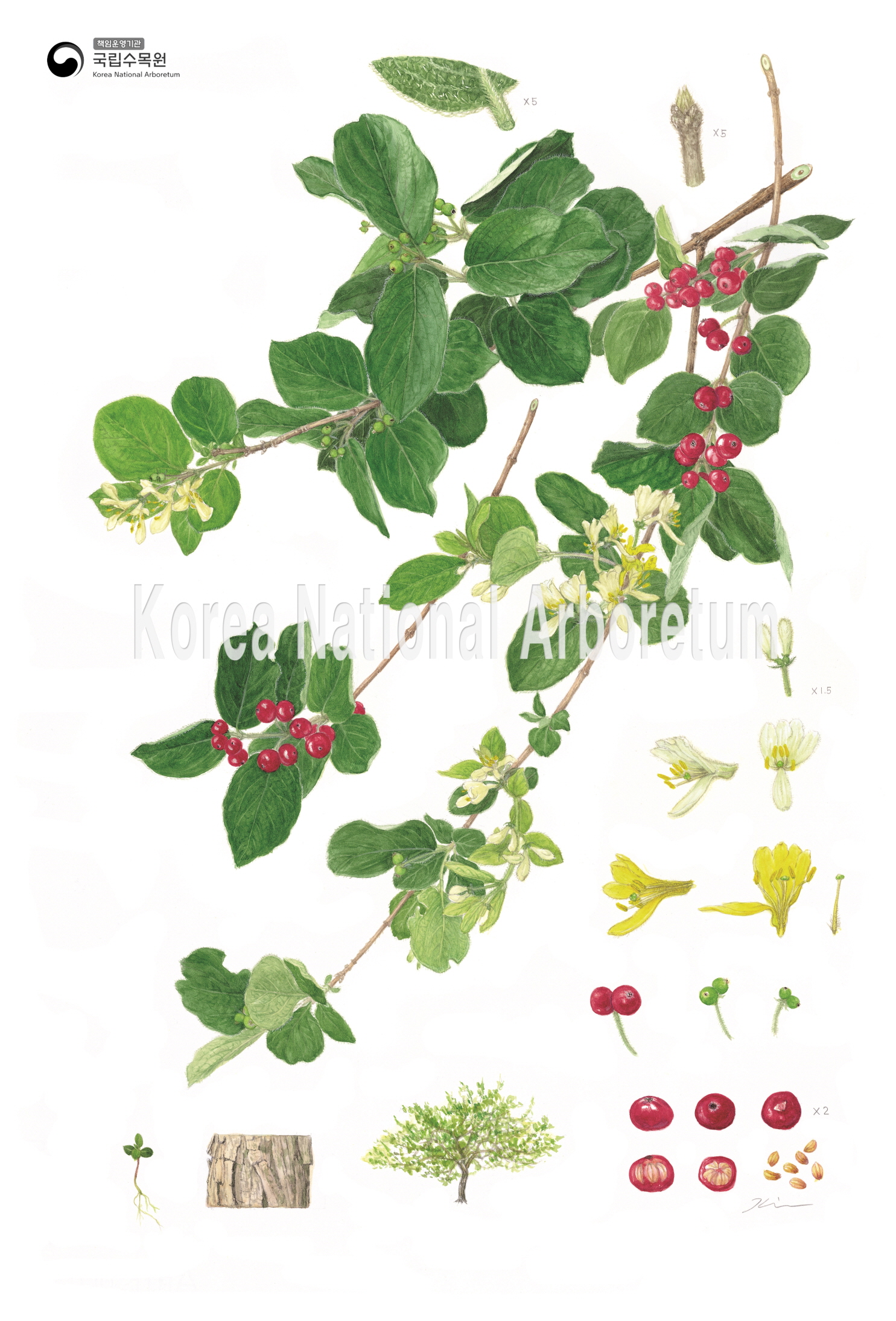 Plant Illustration Detailed View