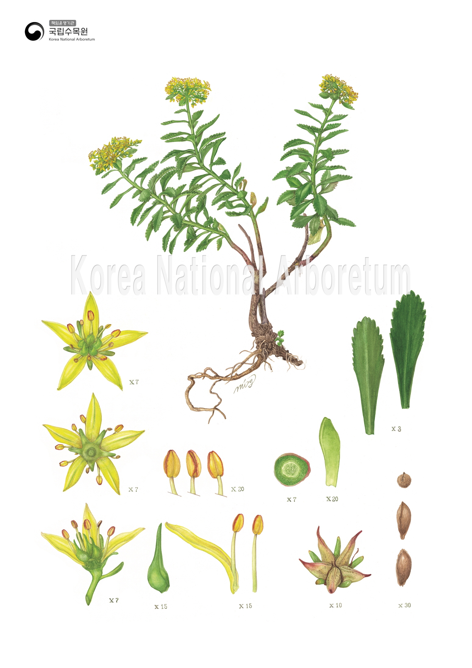 Plant Illustration Detailed View