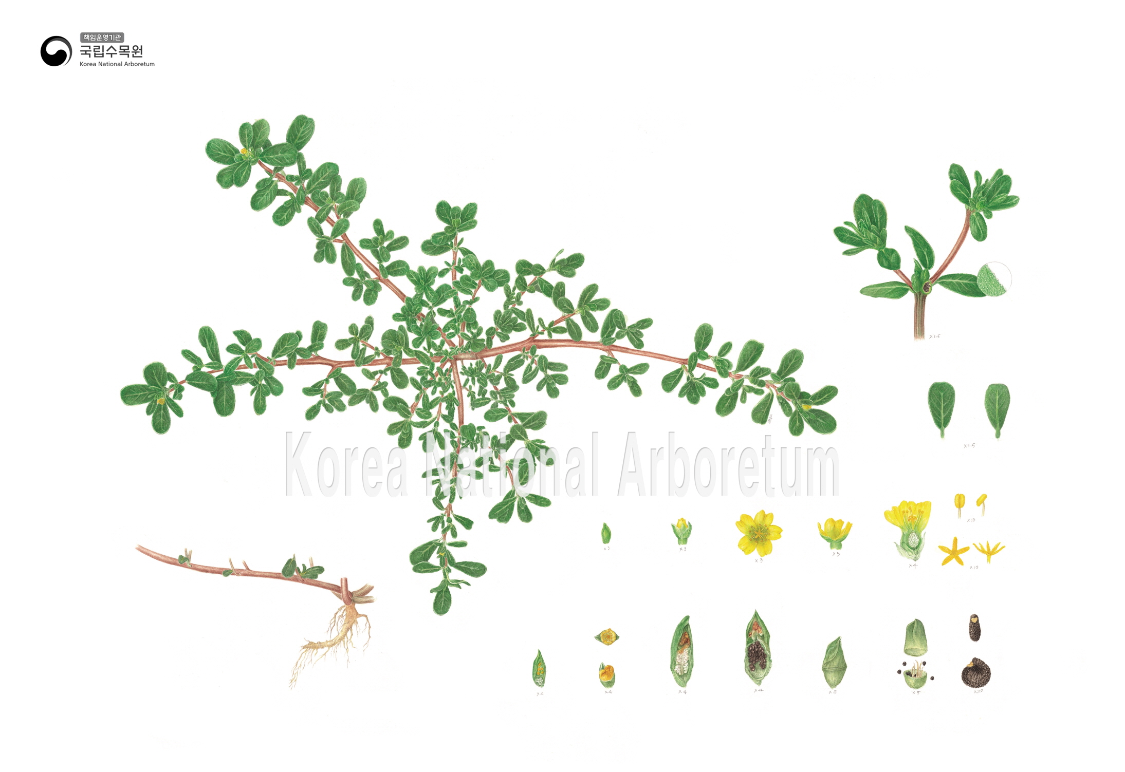 Plant Illustration Detailed View