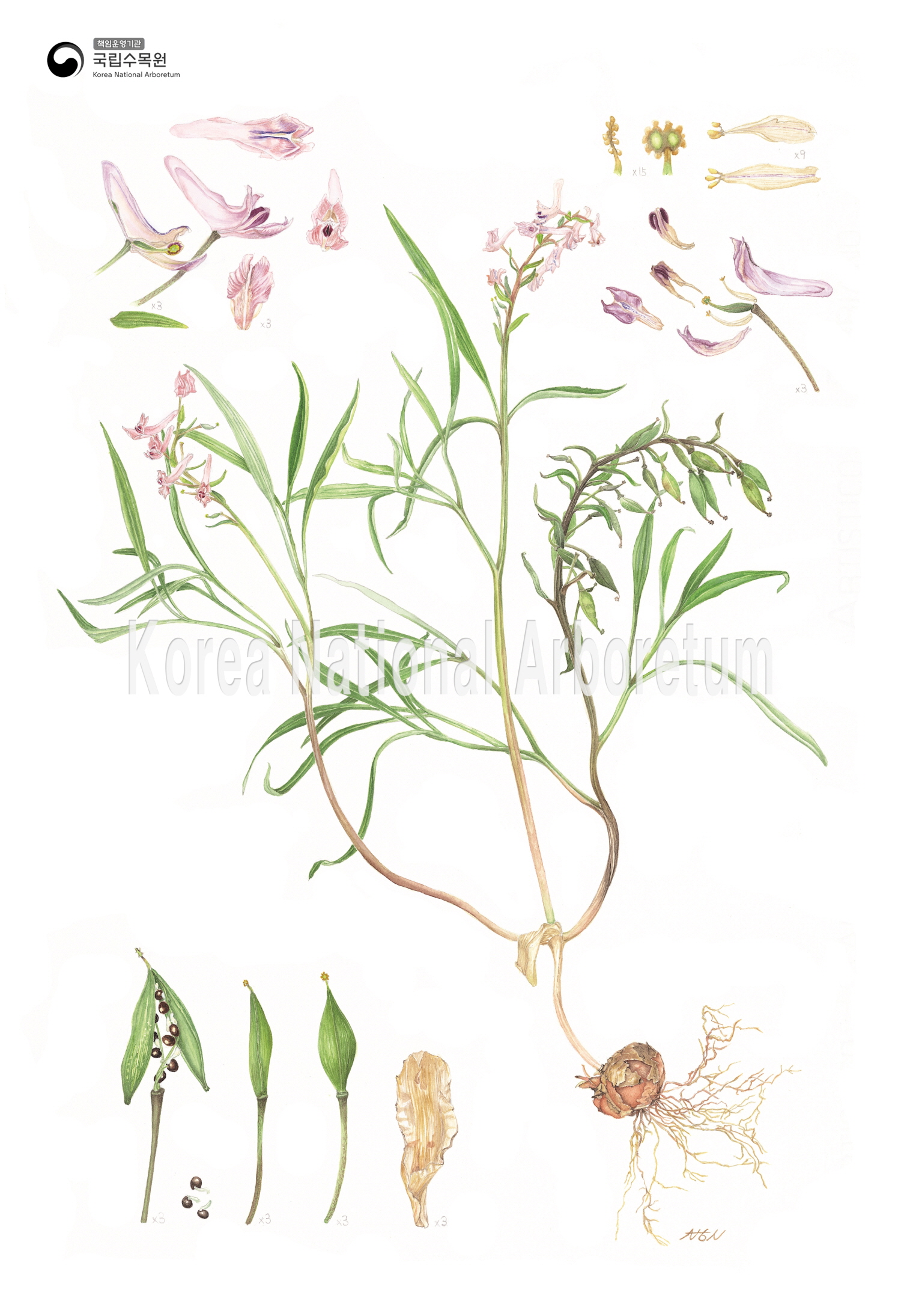 Plant Illustration Detailed View