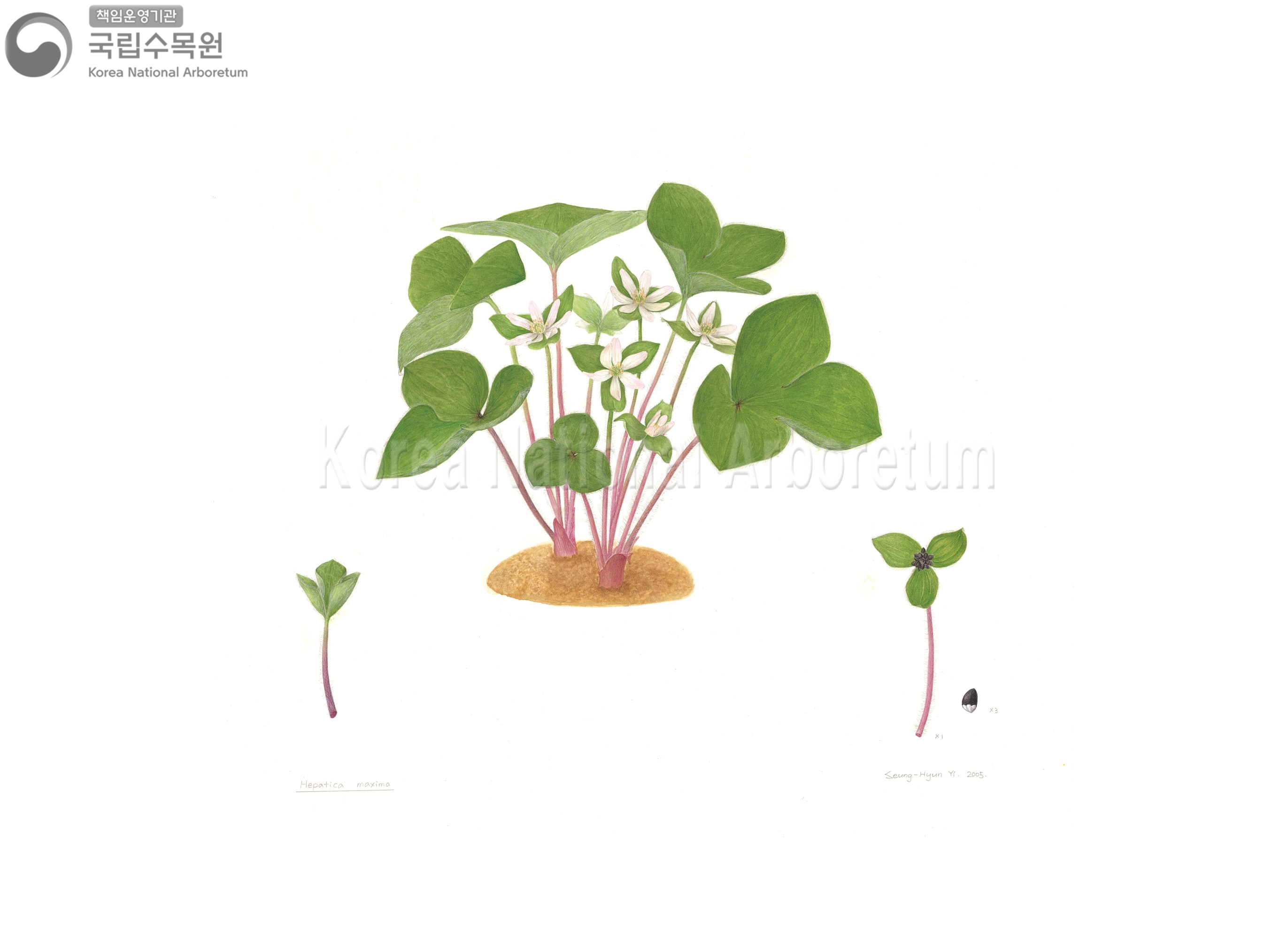 Plant Illustration Detailed View