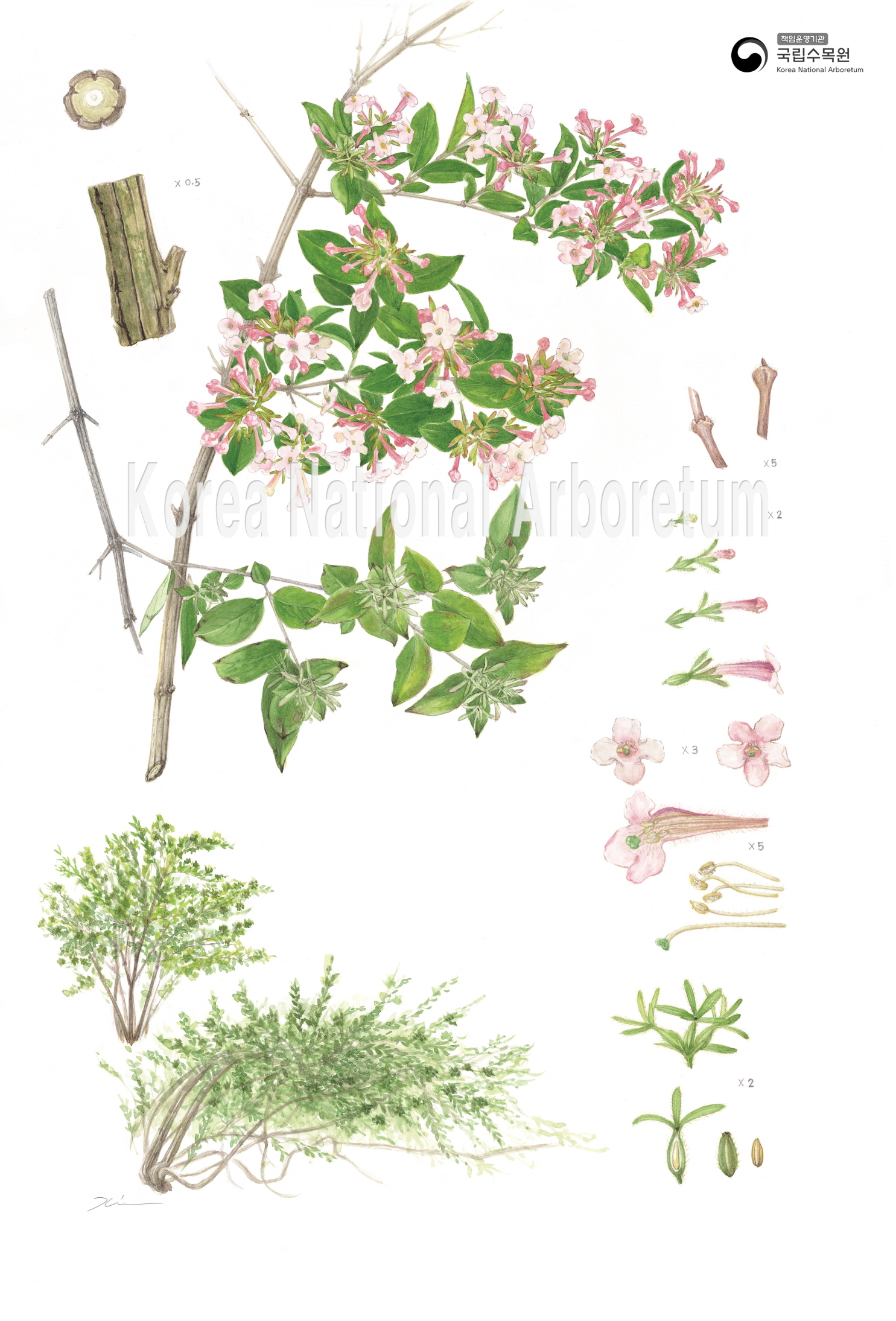 Plant Illustration Detailed View