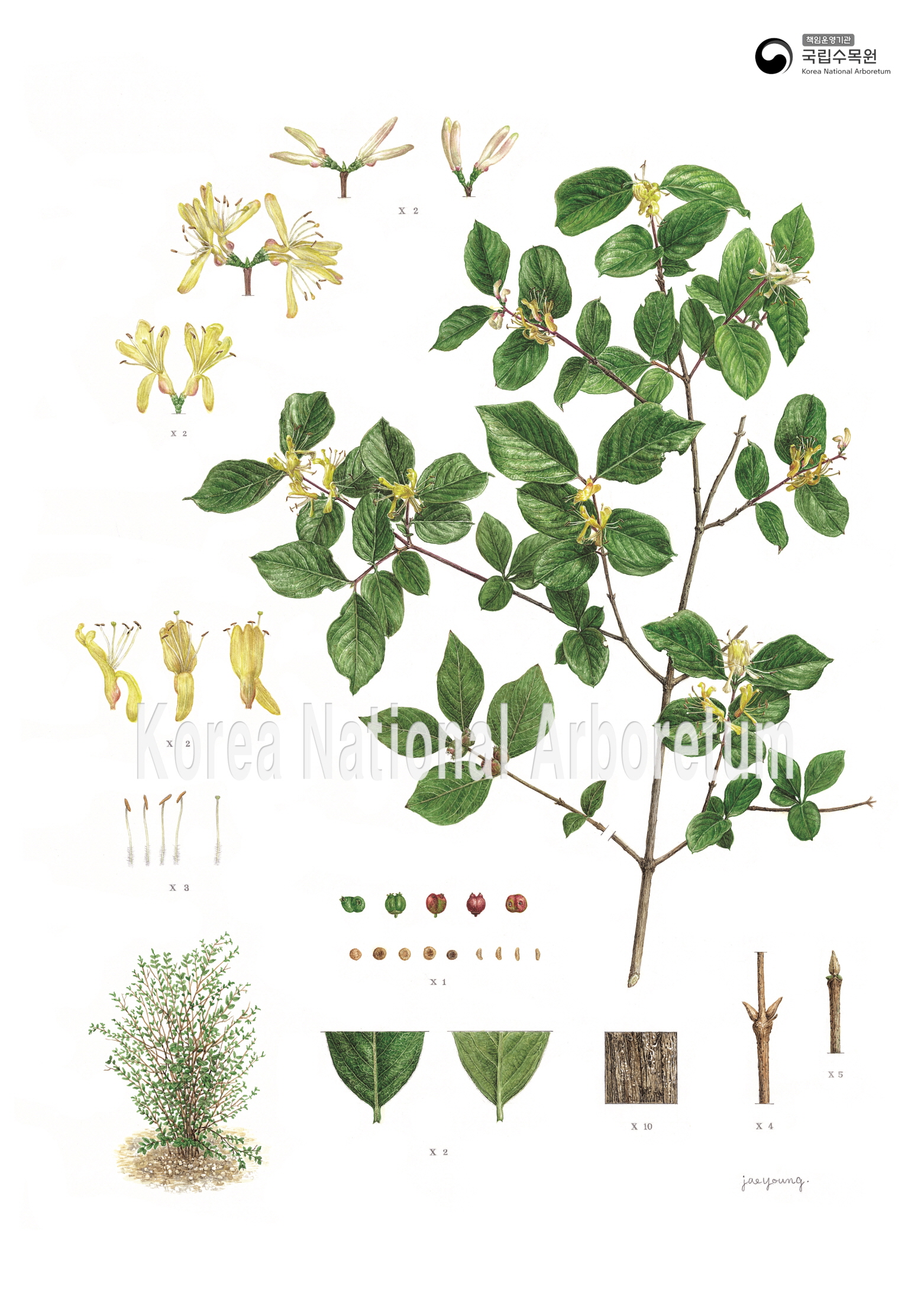 Plant Illustration Detailed View