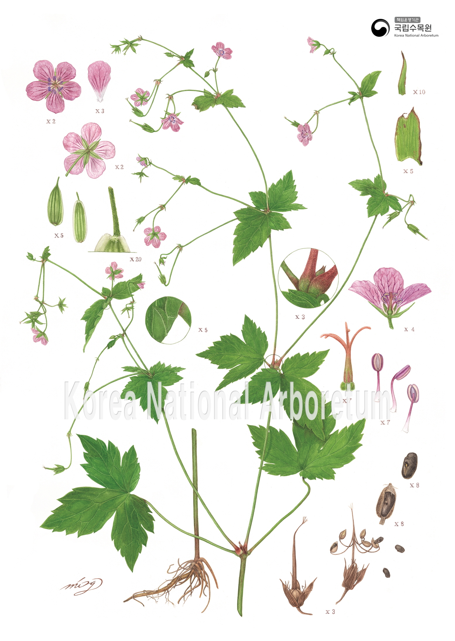 Plant Illustration Detailed View