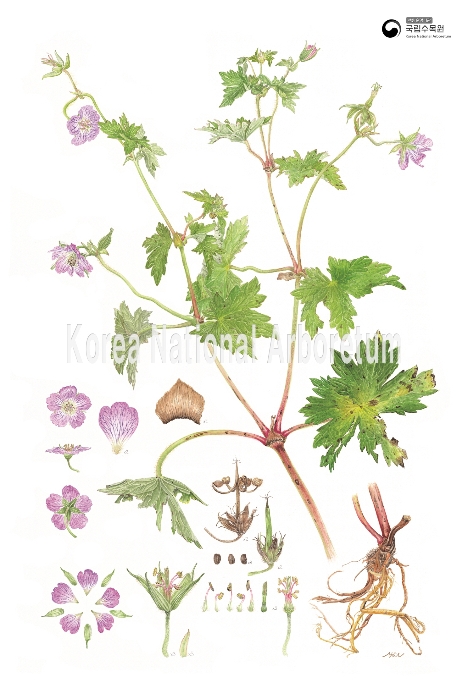 Plant Illustration Detailed View