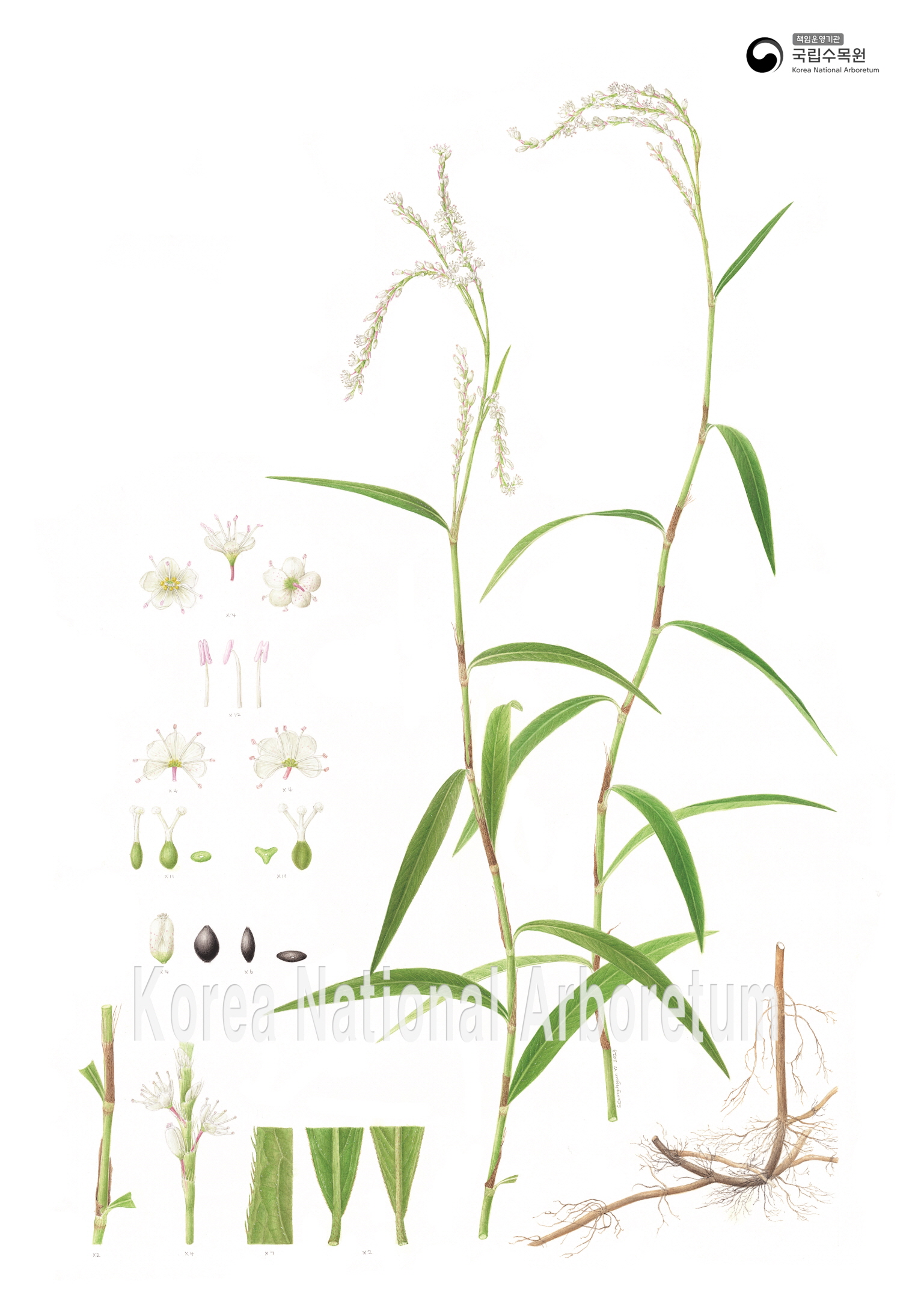 Plant Illustration Detailed View