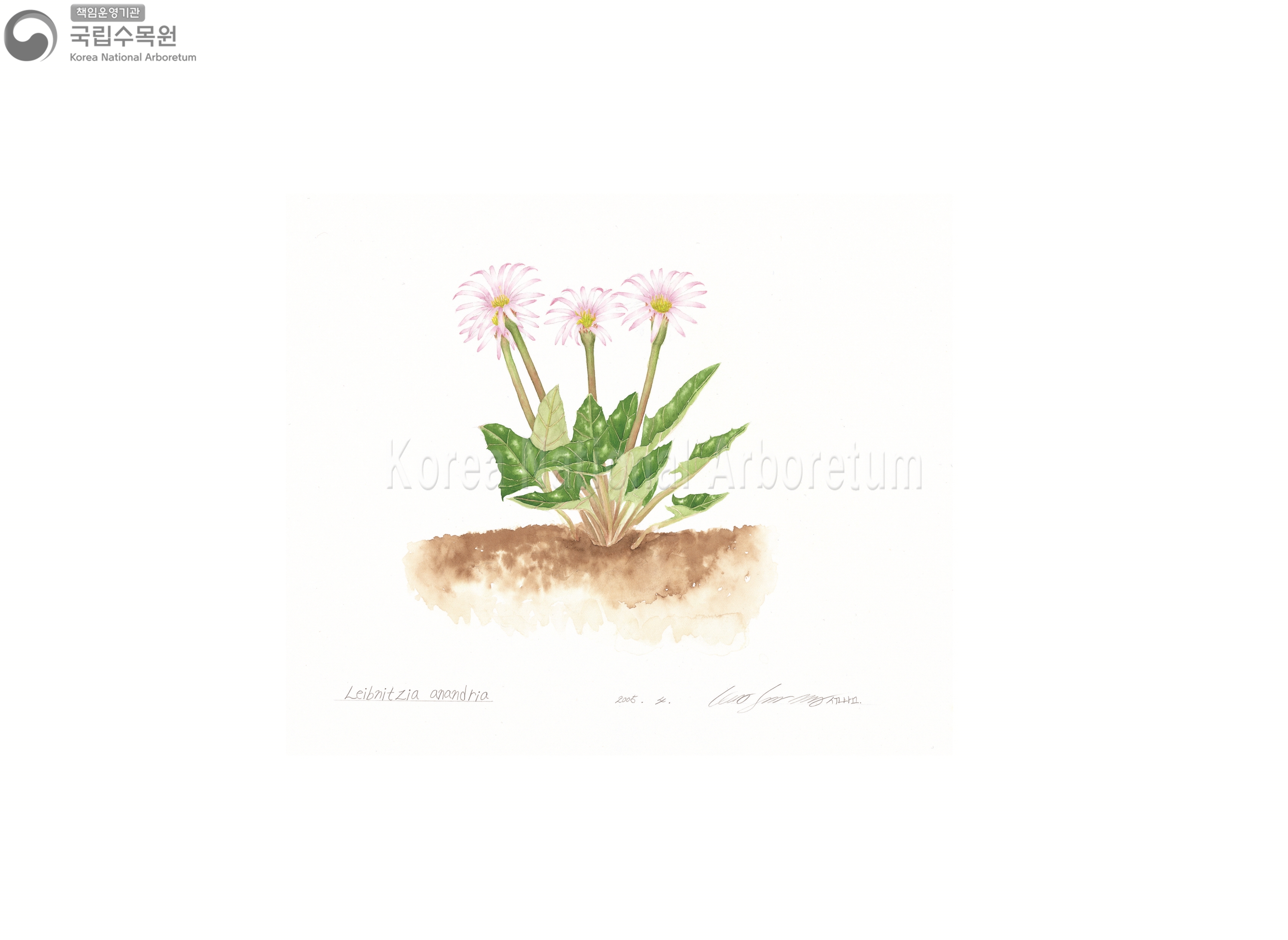 Plant Illustration Detailed View