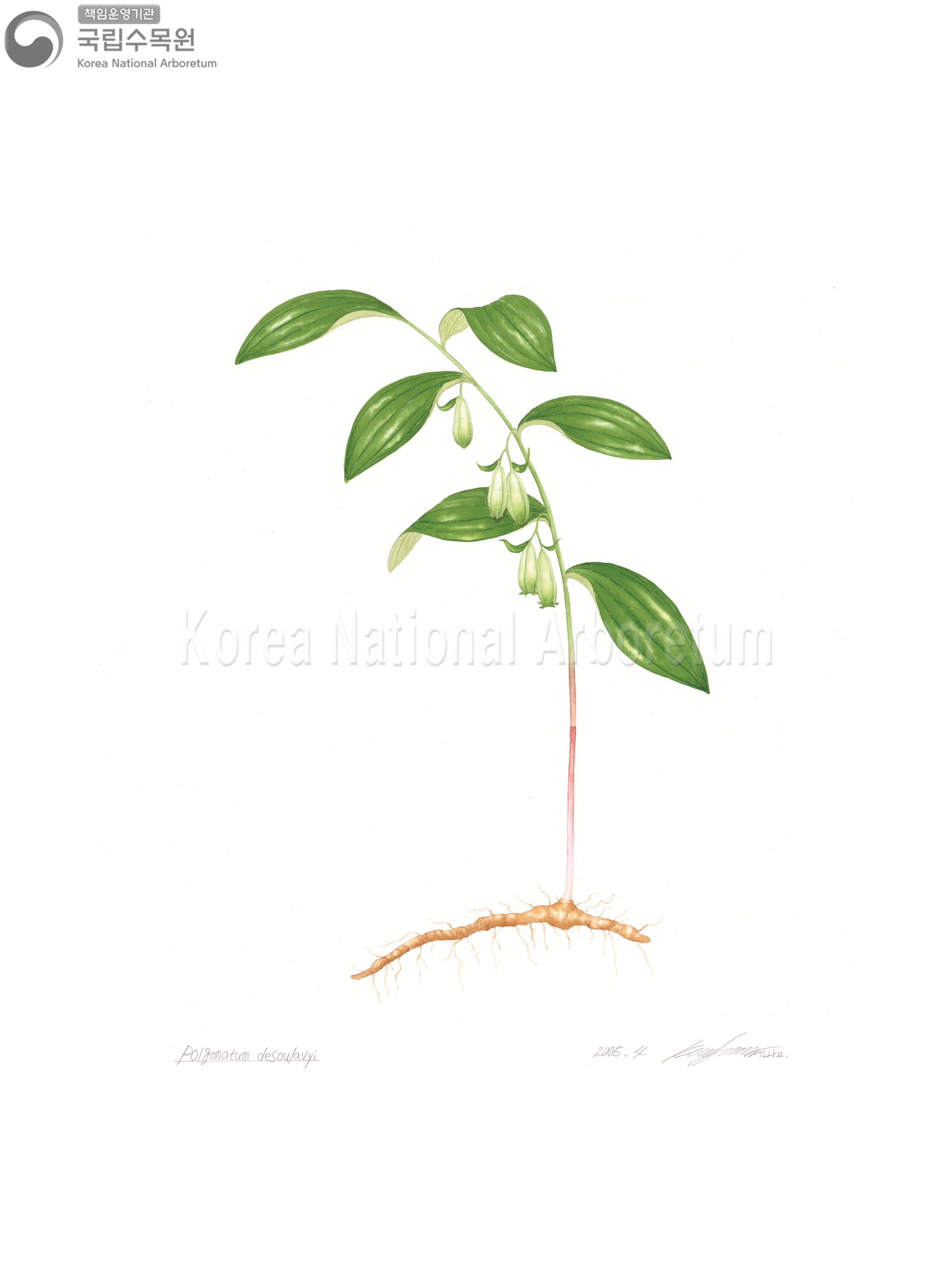 Plant Illustration Detailed View