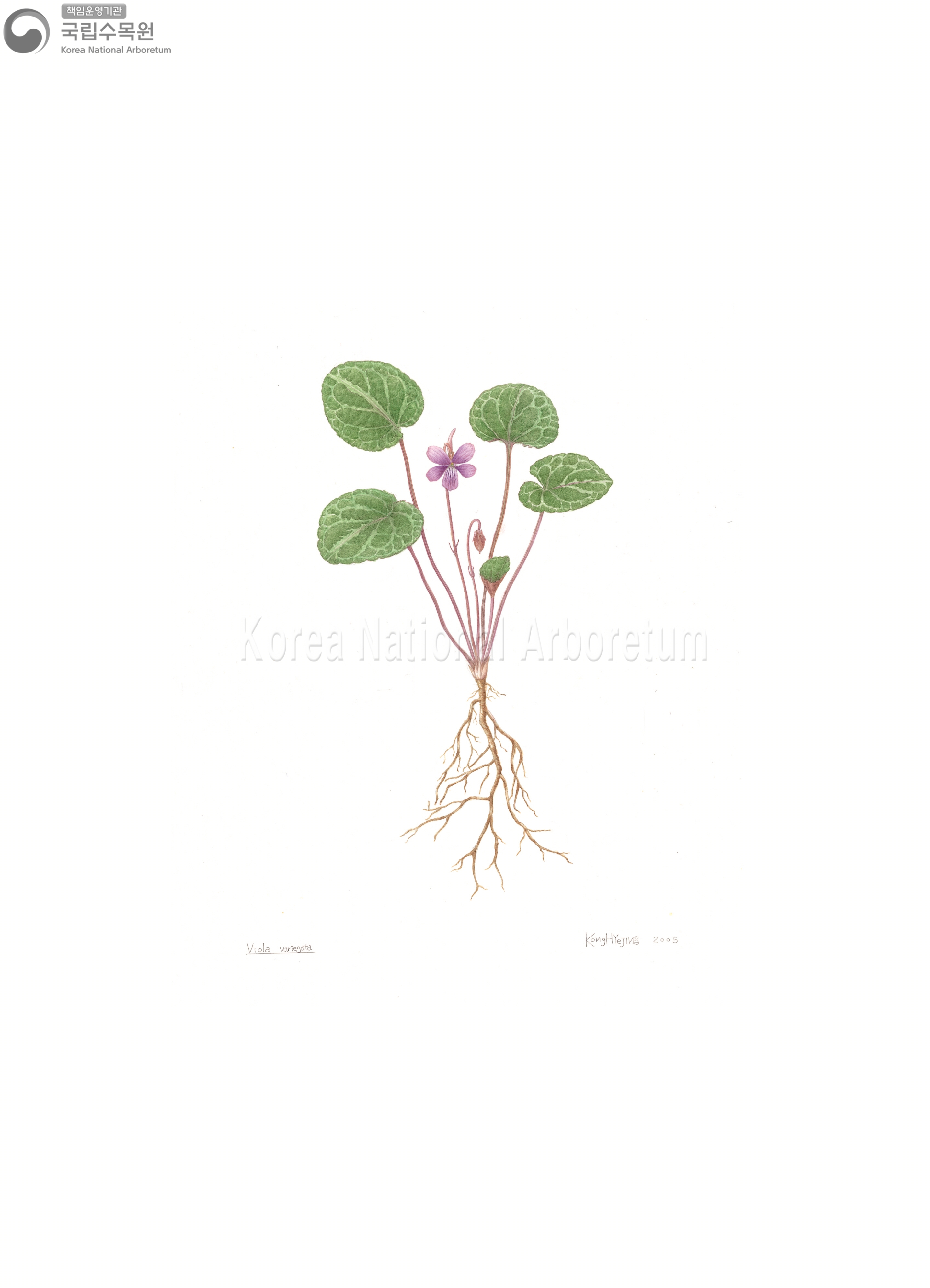 Plant Illustration Detailed View