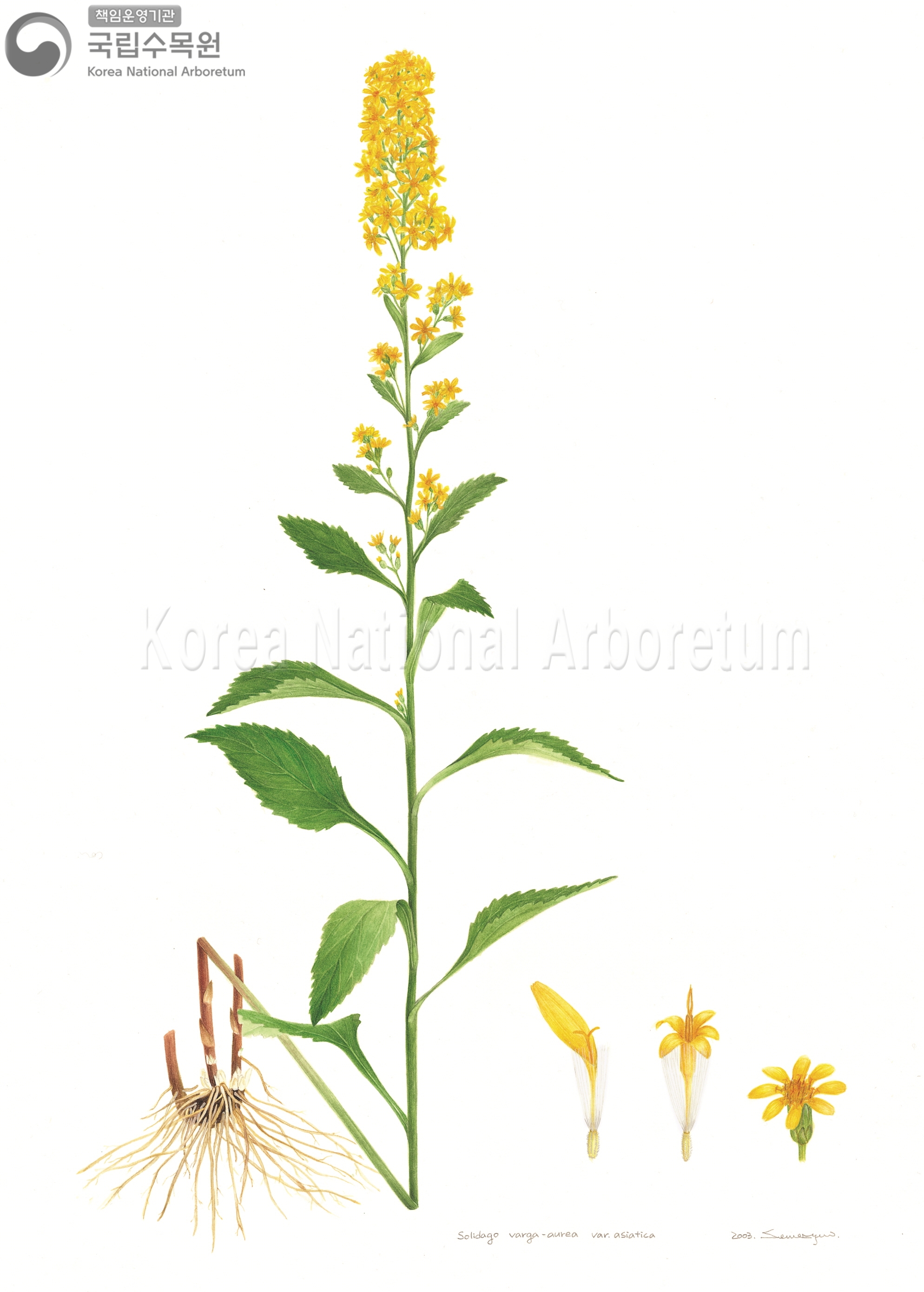 Plant Illustration Detailed View