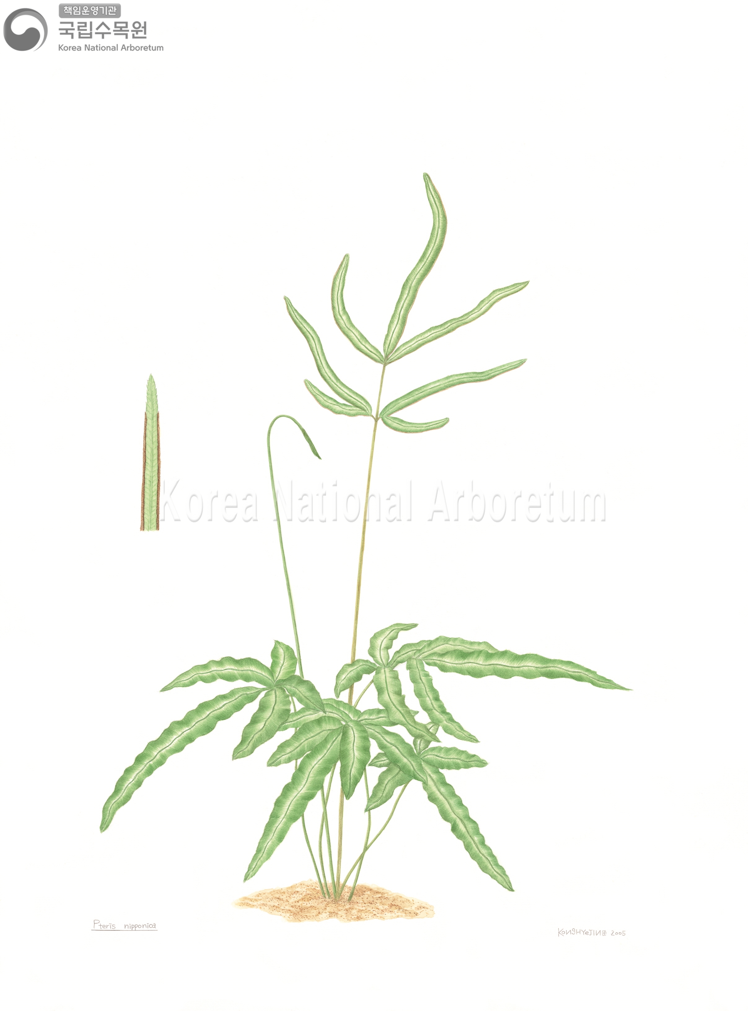 Plant Illustration Detailed View