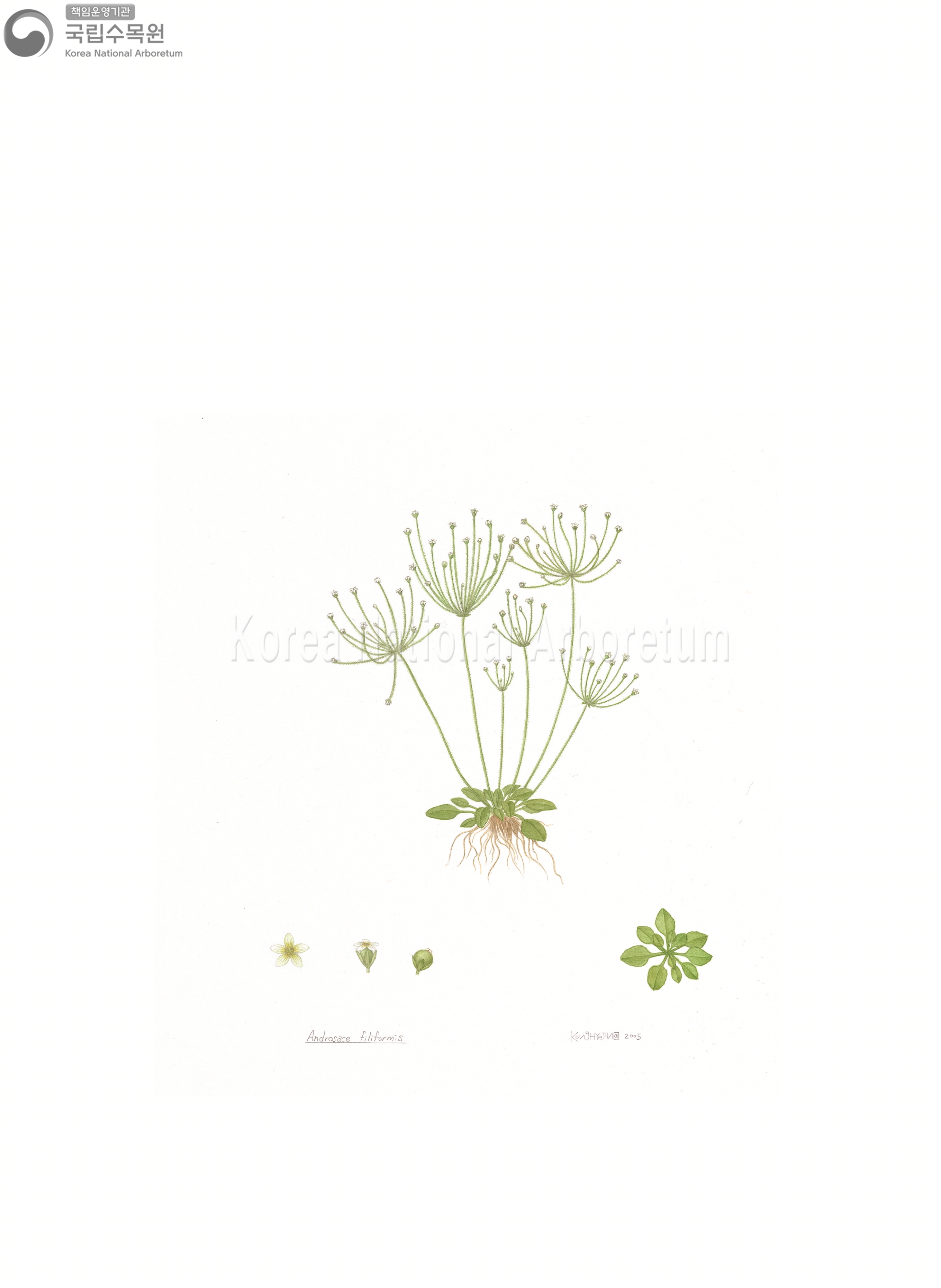 Plant Illustration Detailed View