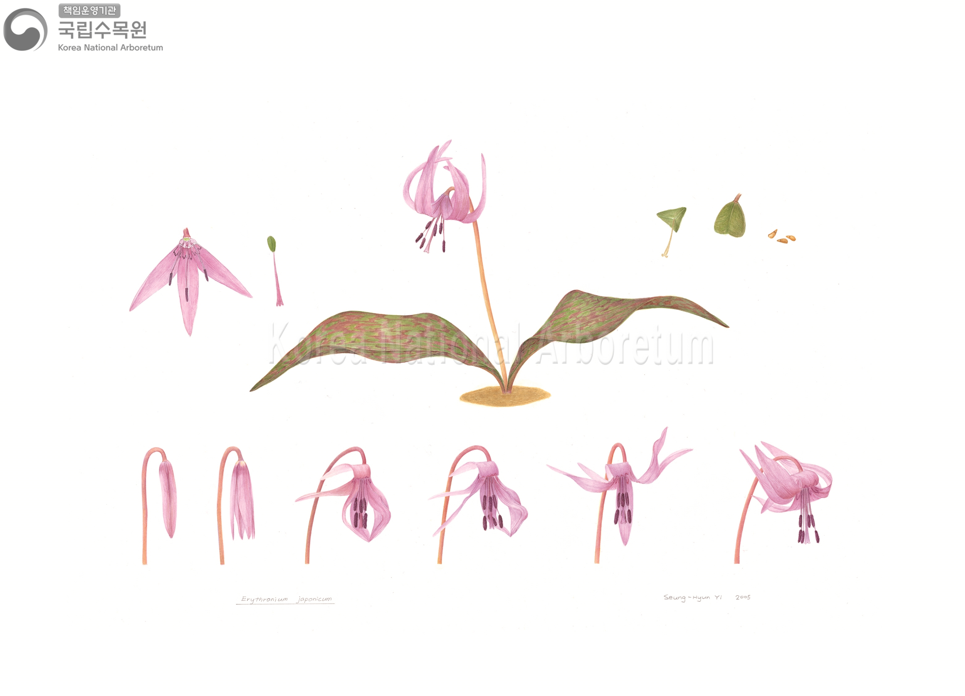 Plant Illustration Detailed View