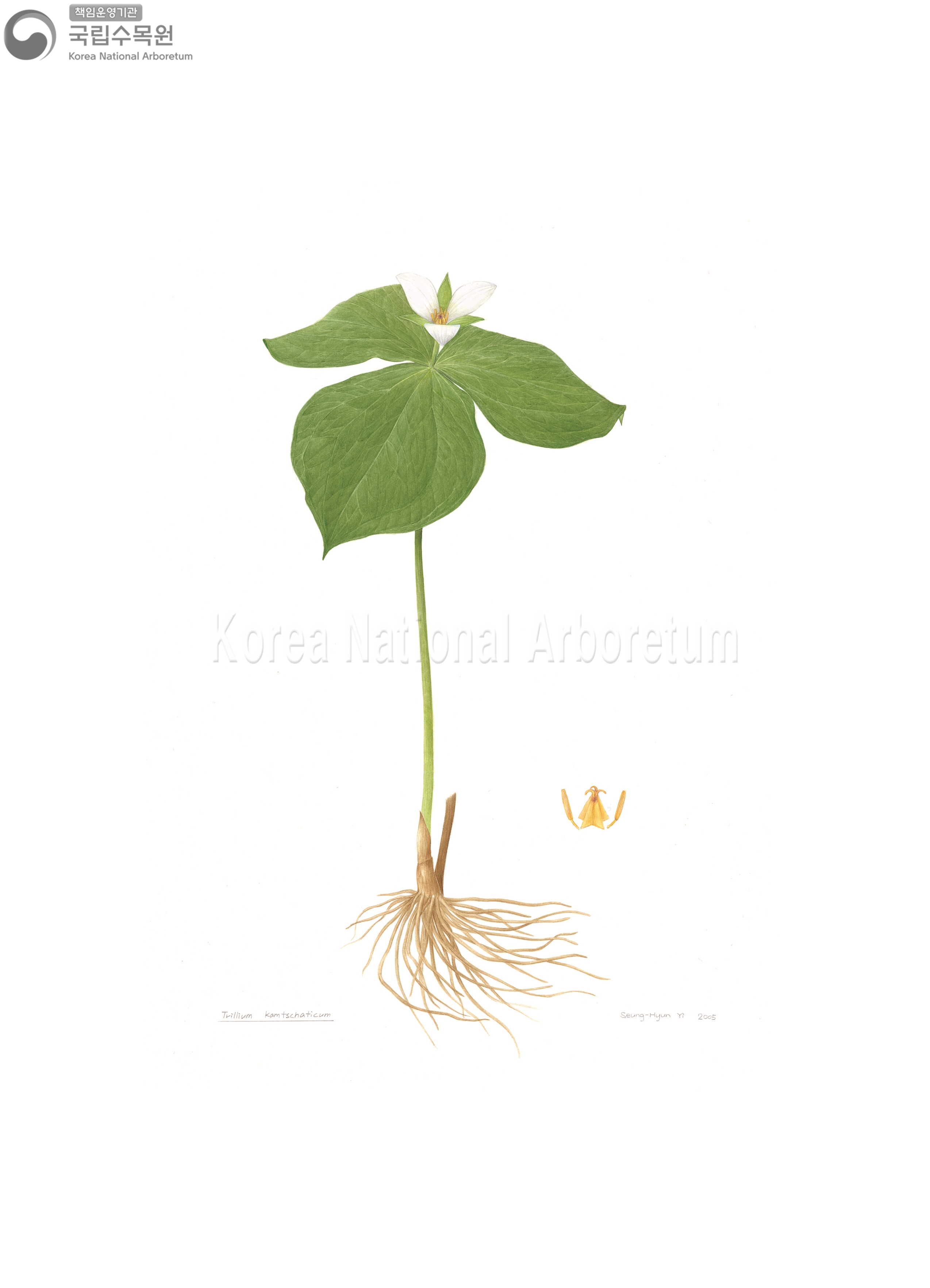 Plant Illustration Detailed View