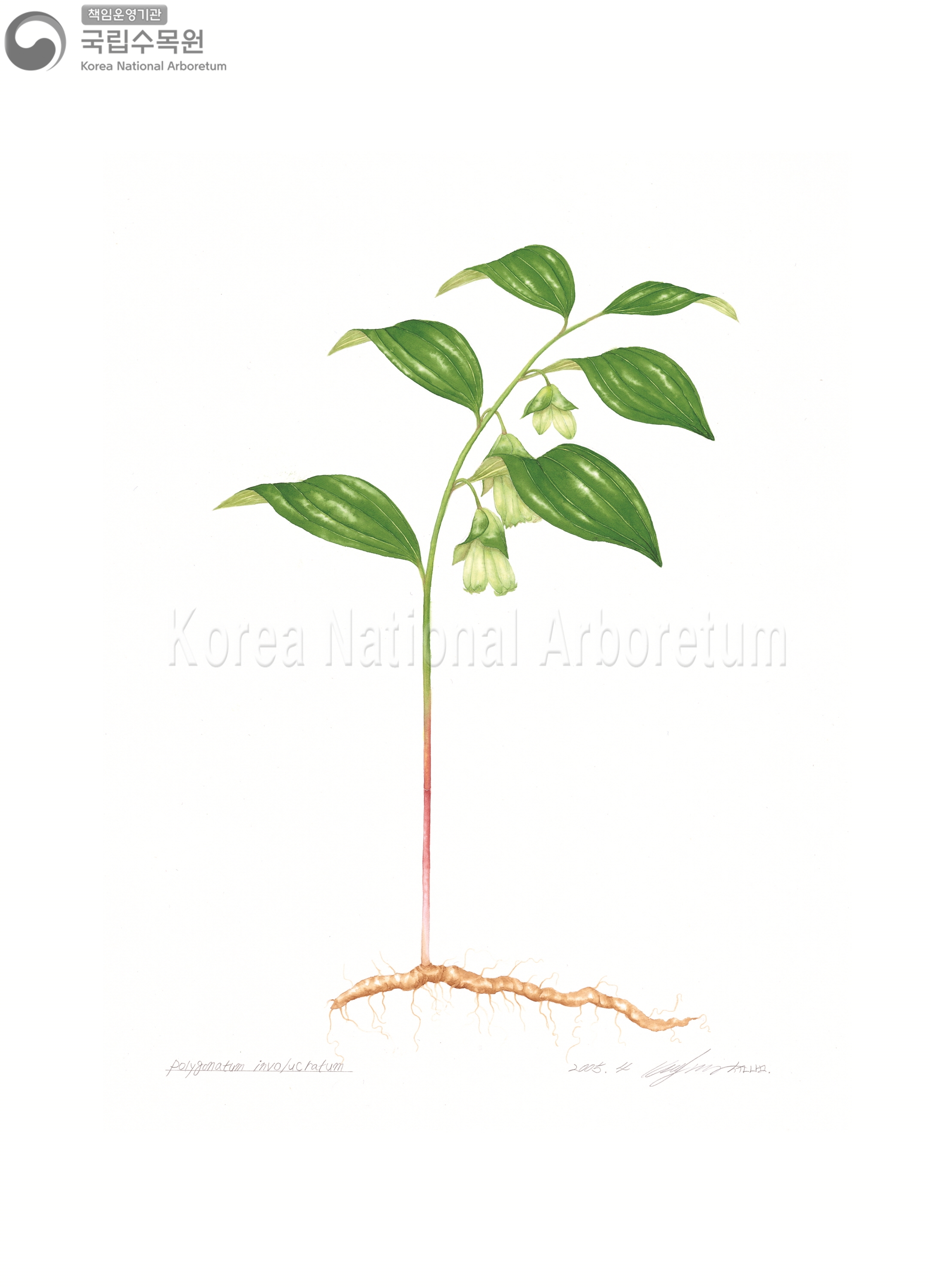 Plant Illustration Detailed View