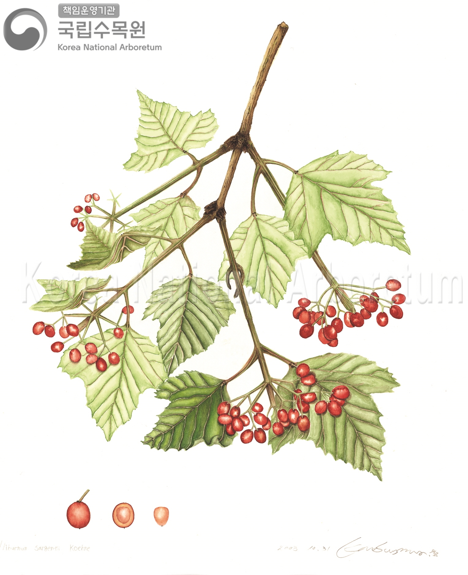 Plant Illustration Detailed View