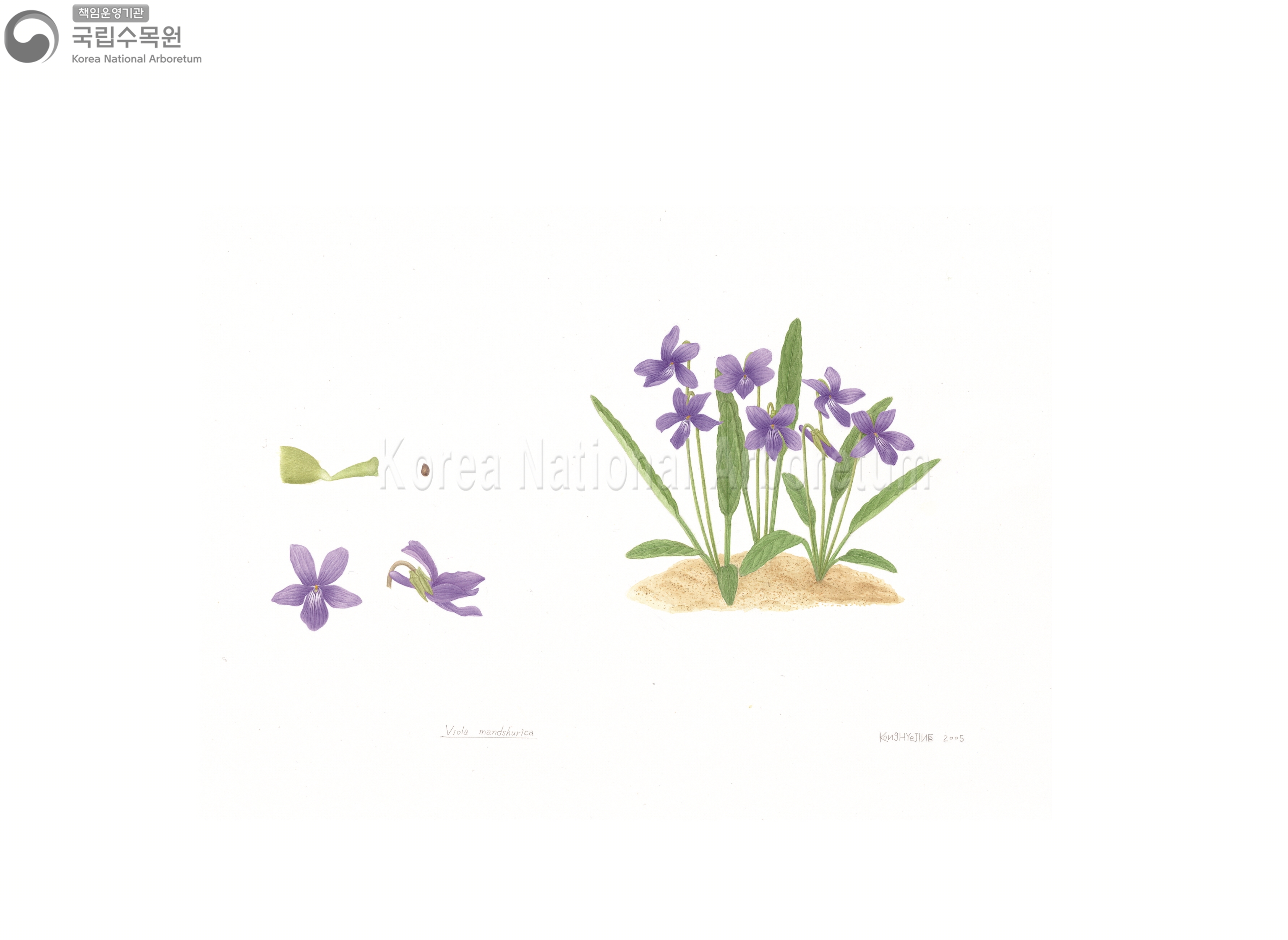 Plant Illustration Detailed View