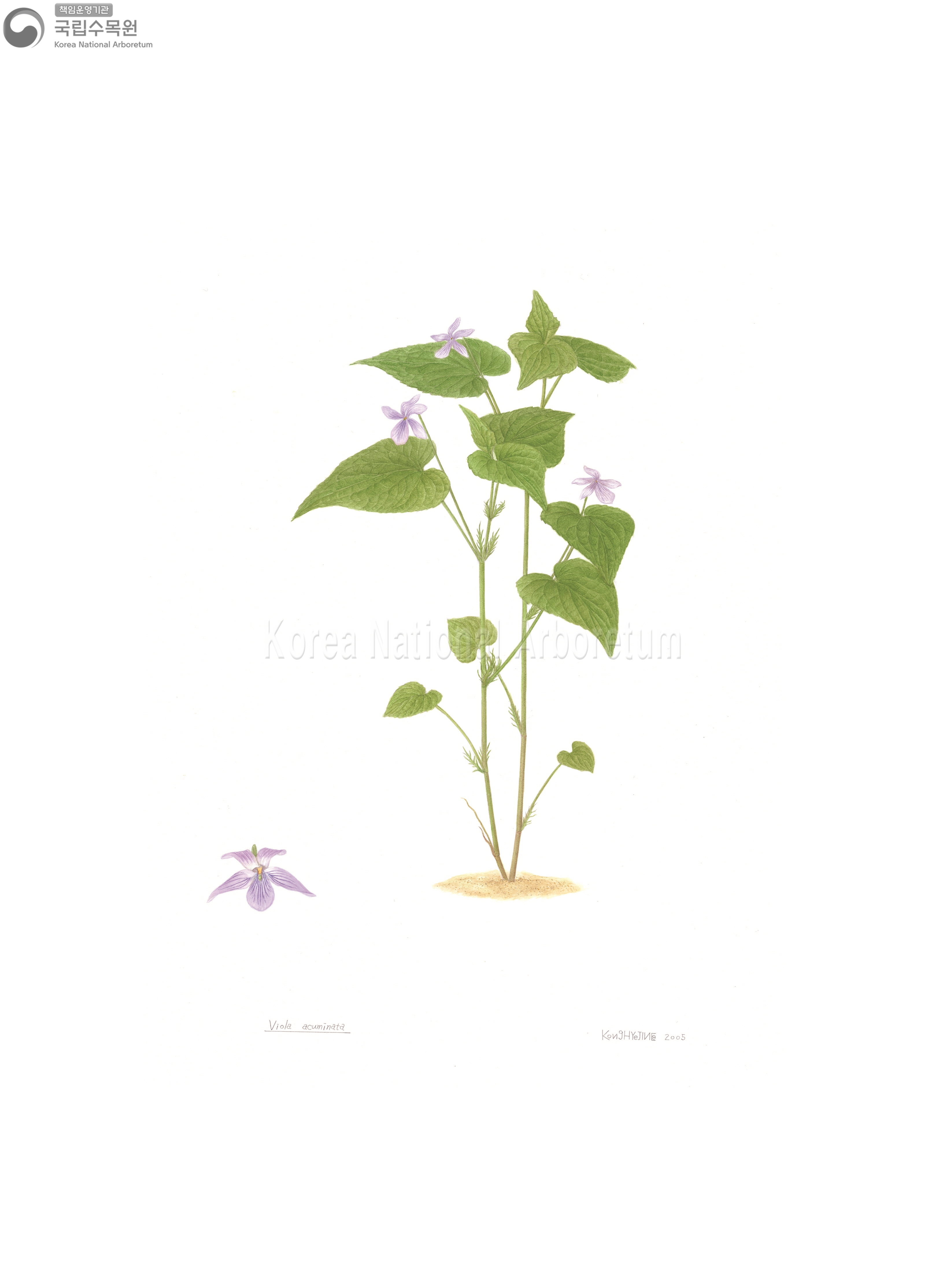 Plant Illustration Detailed View