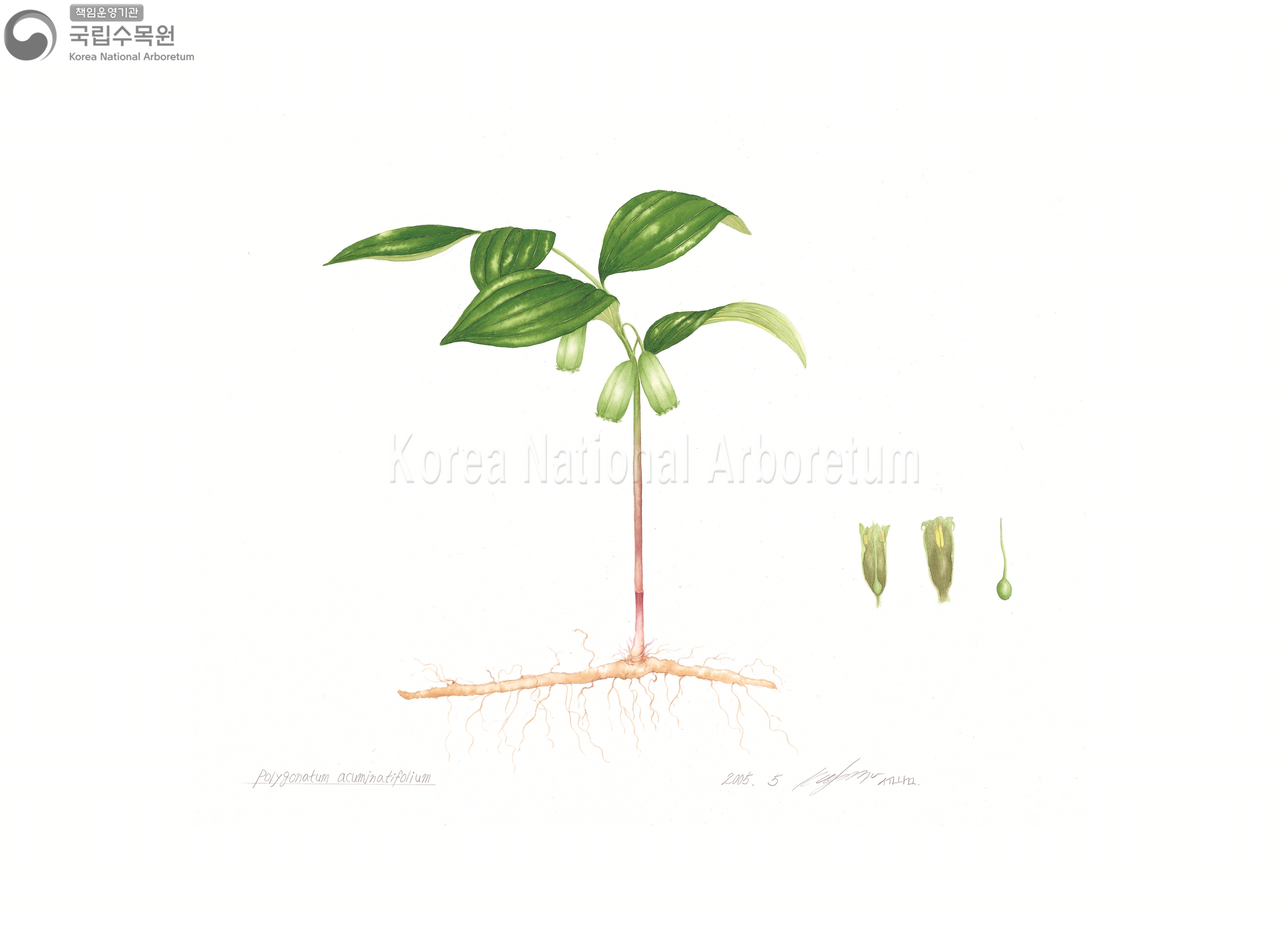 Plant Illustration Detailed View